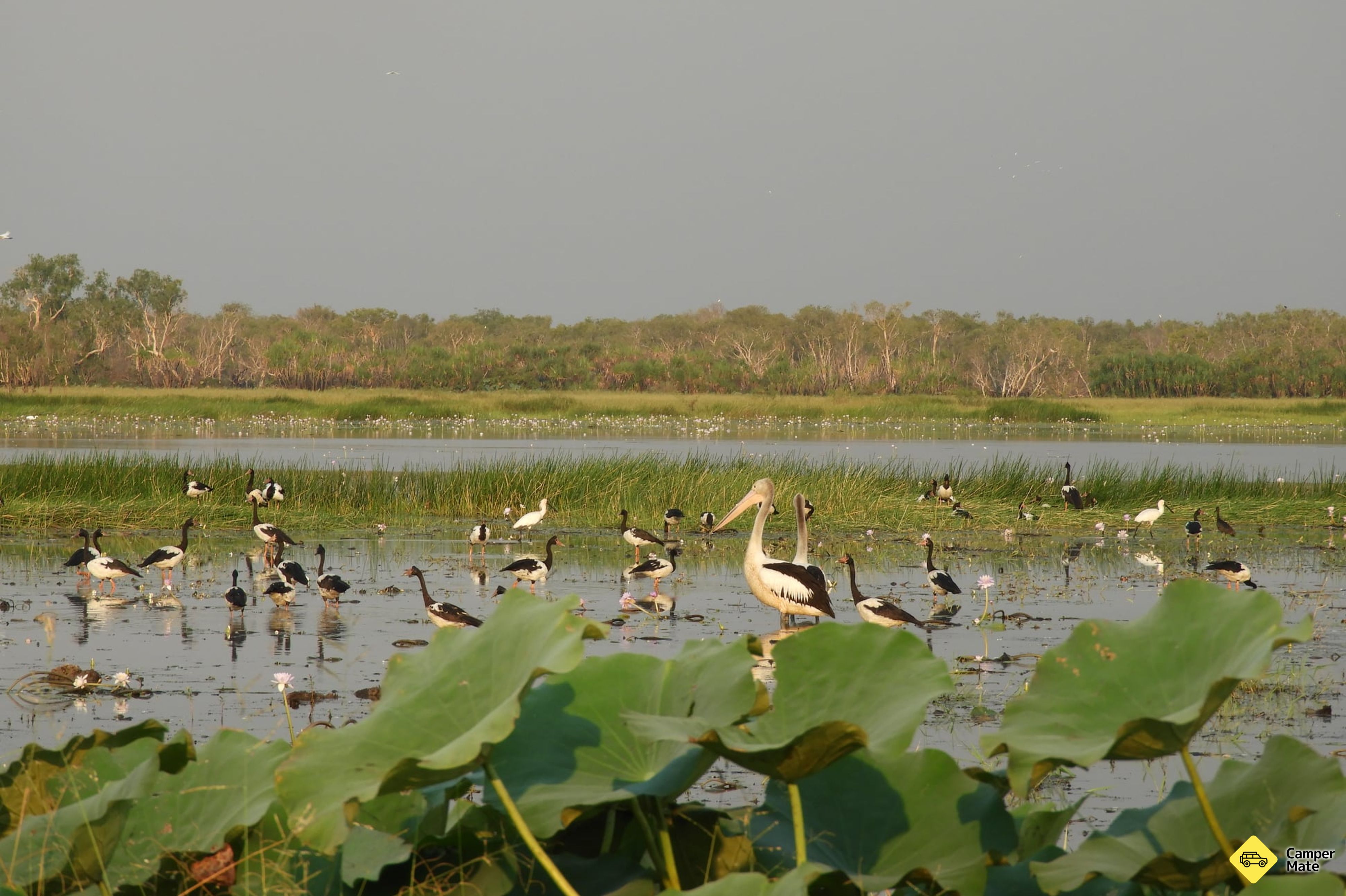 Corroboree Billabong Wetland Cruises - Image 2