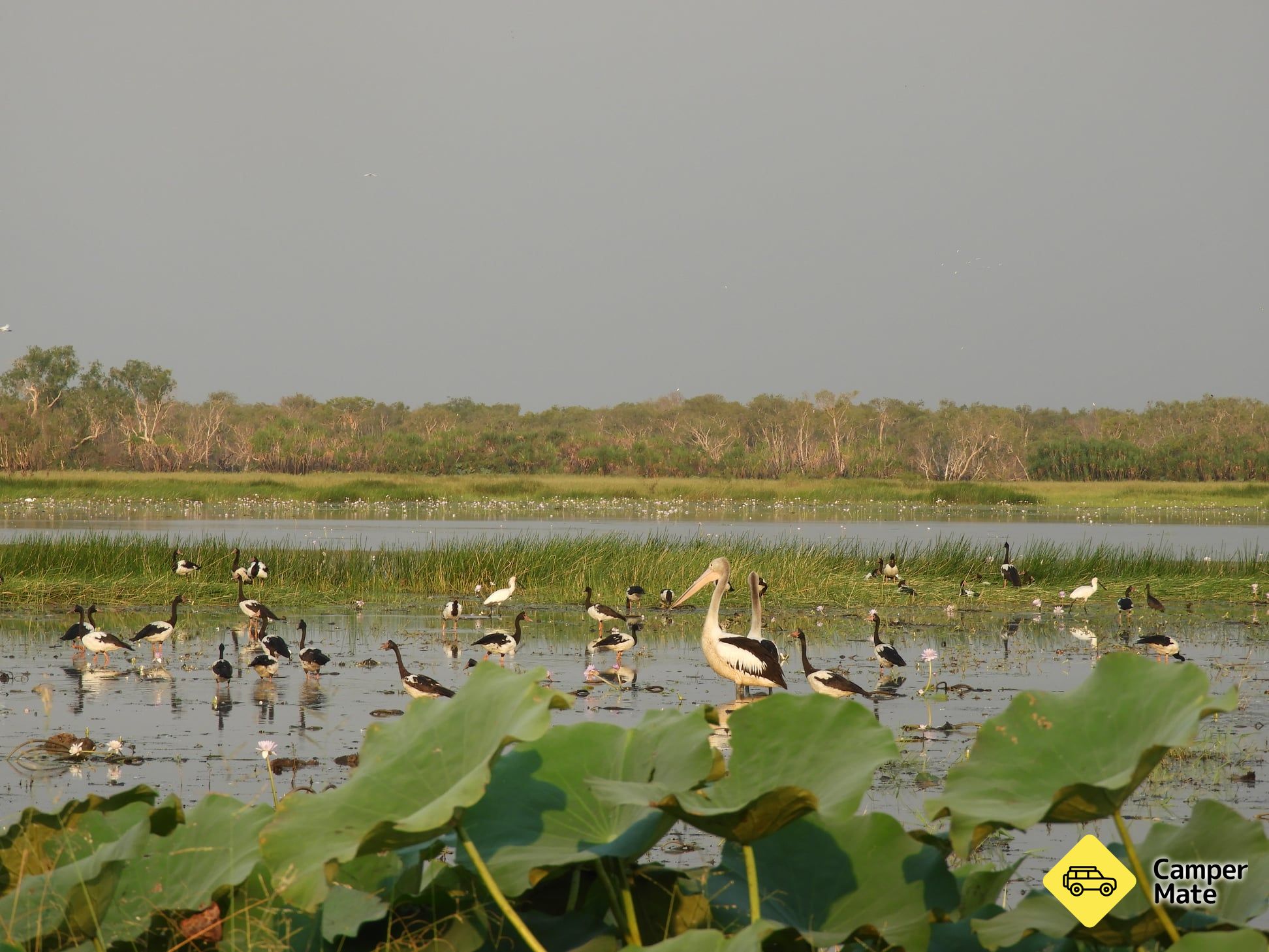 Corroboree Billabong Wetland Cruises - Image 2