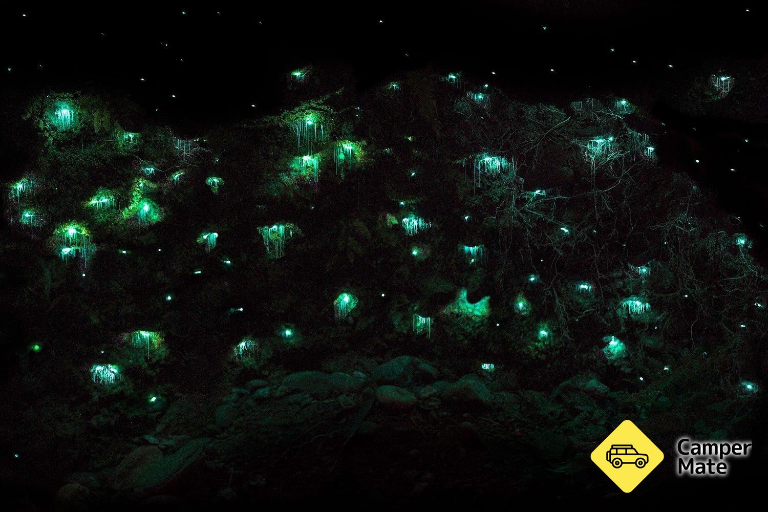 Hokitikia Glow Worm Dell