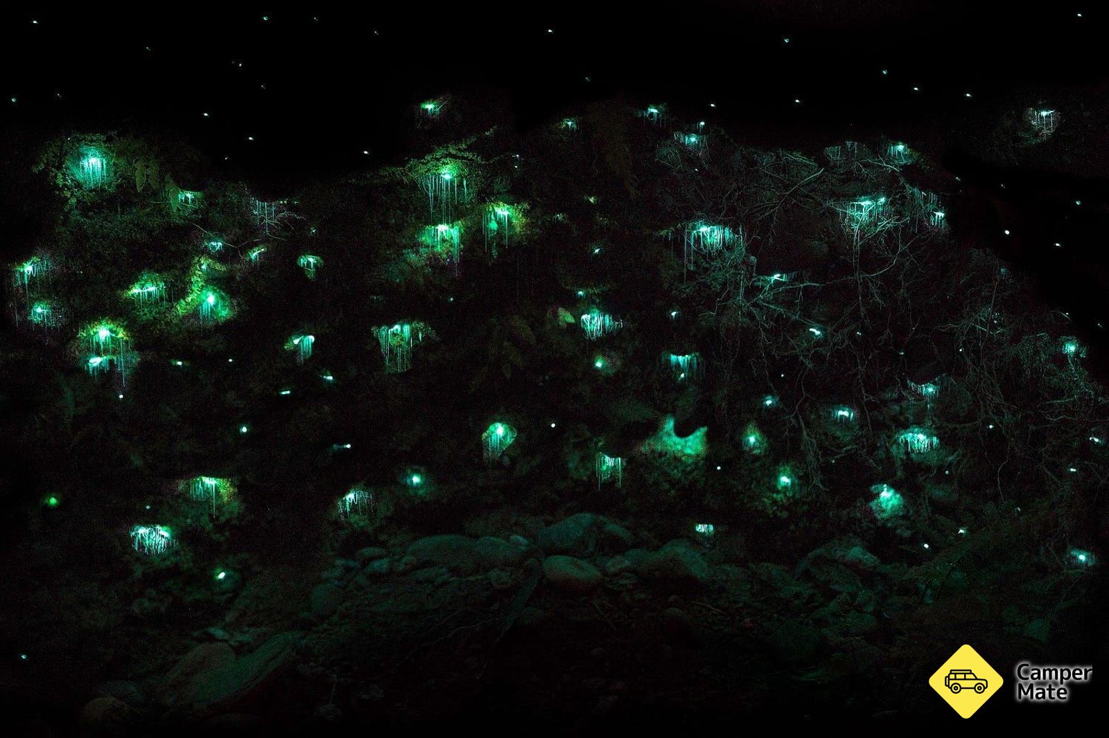 The Glow Worm Dell