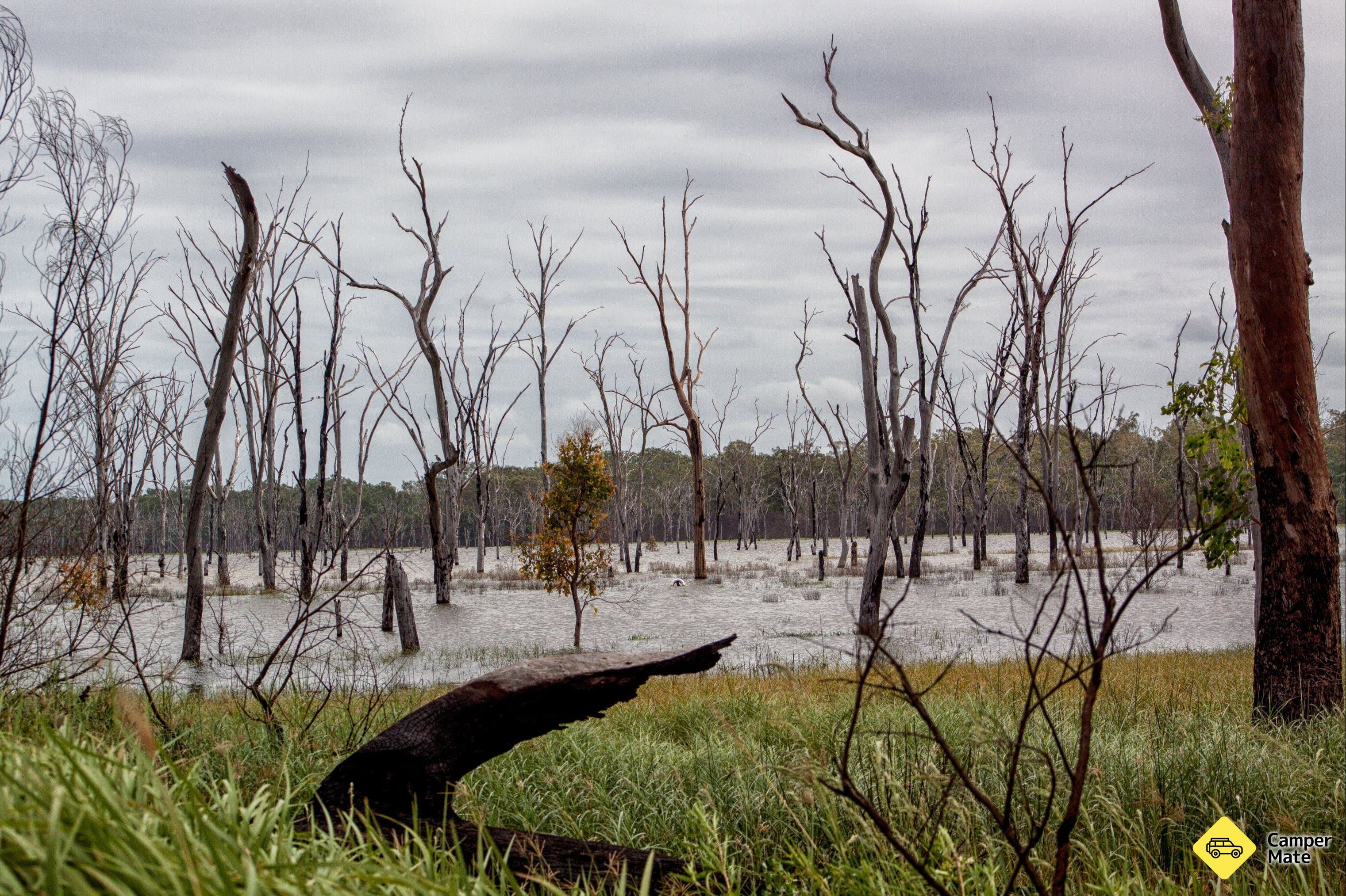 Wooroolin Wetland - Image 3