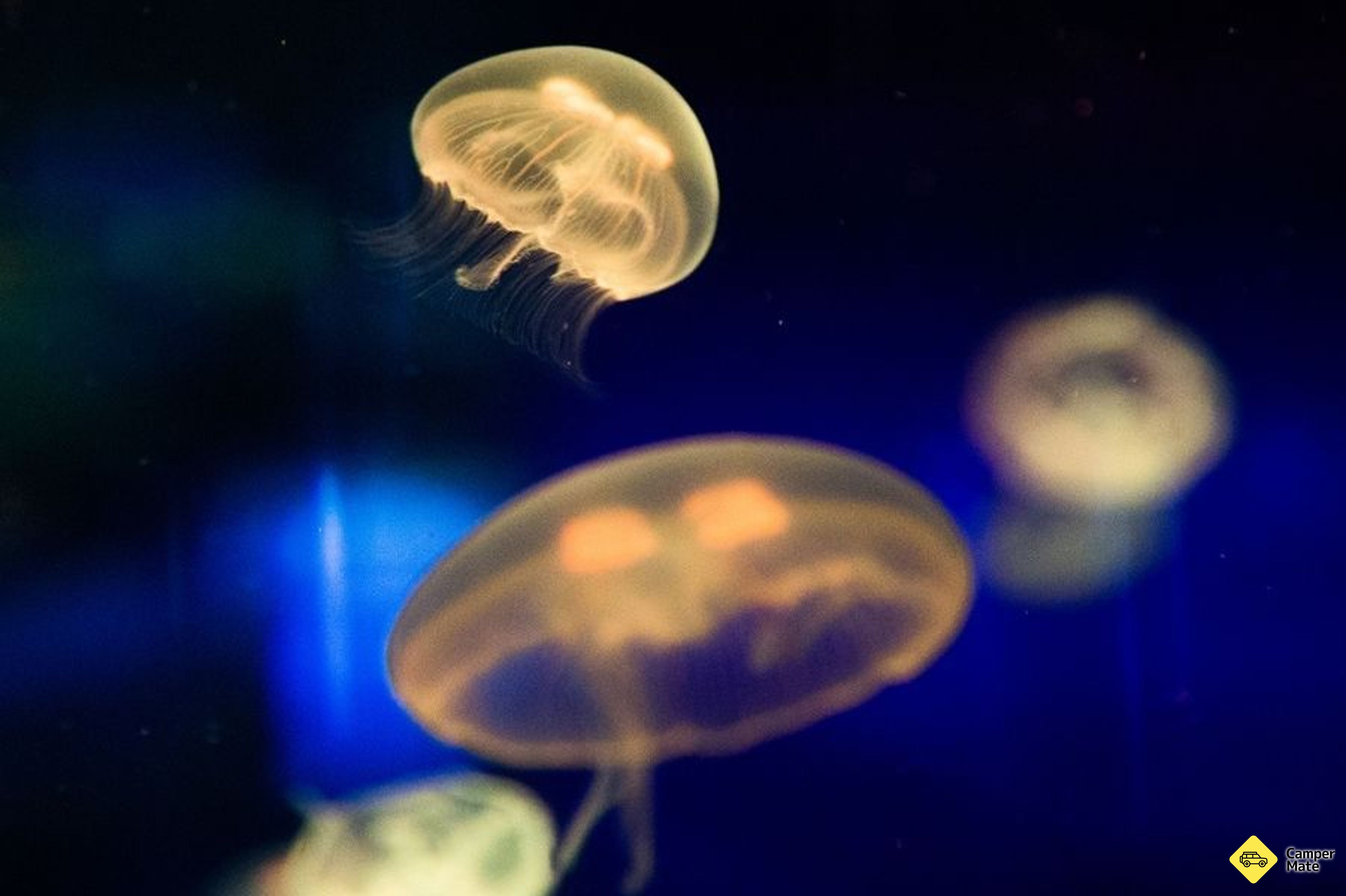 O que fazer em Sea Life Sunshine Coast - Image 3