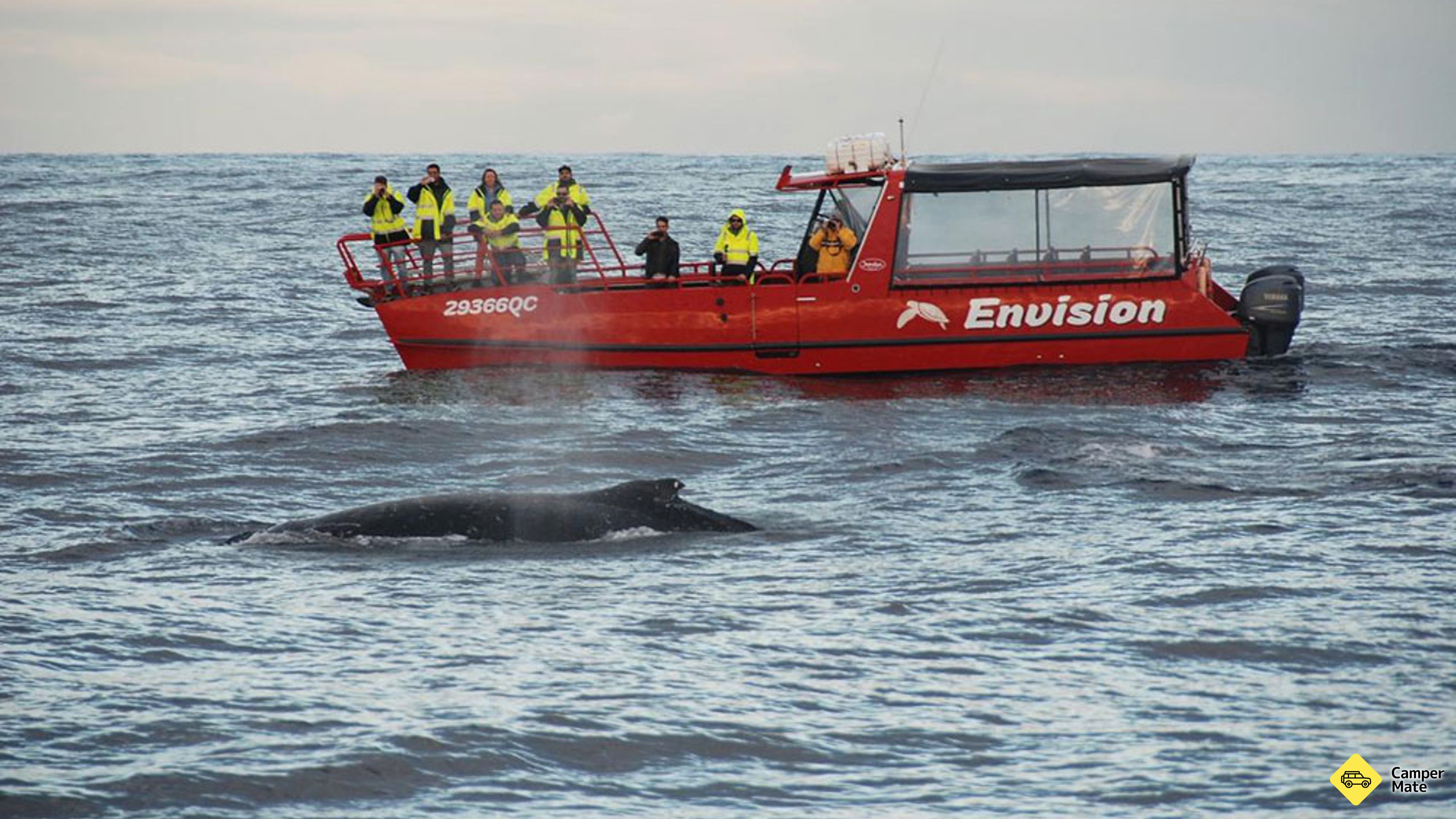 Cruzeiro Port Stephnes Whale Watch
