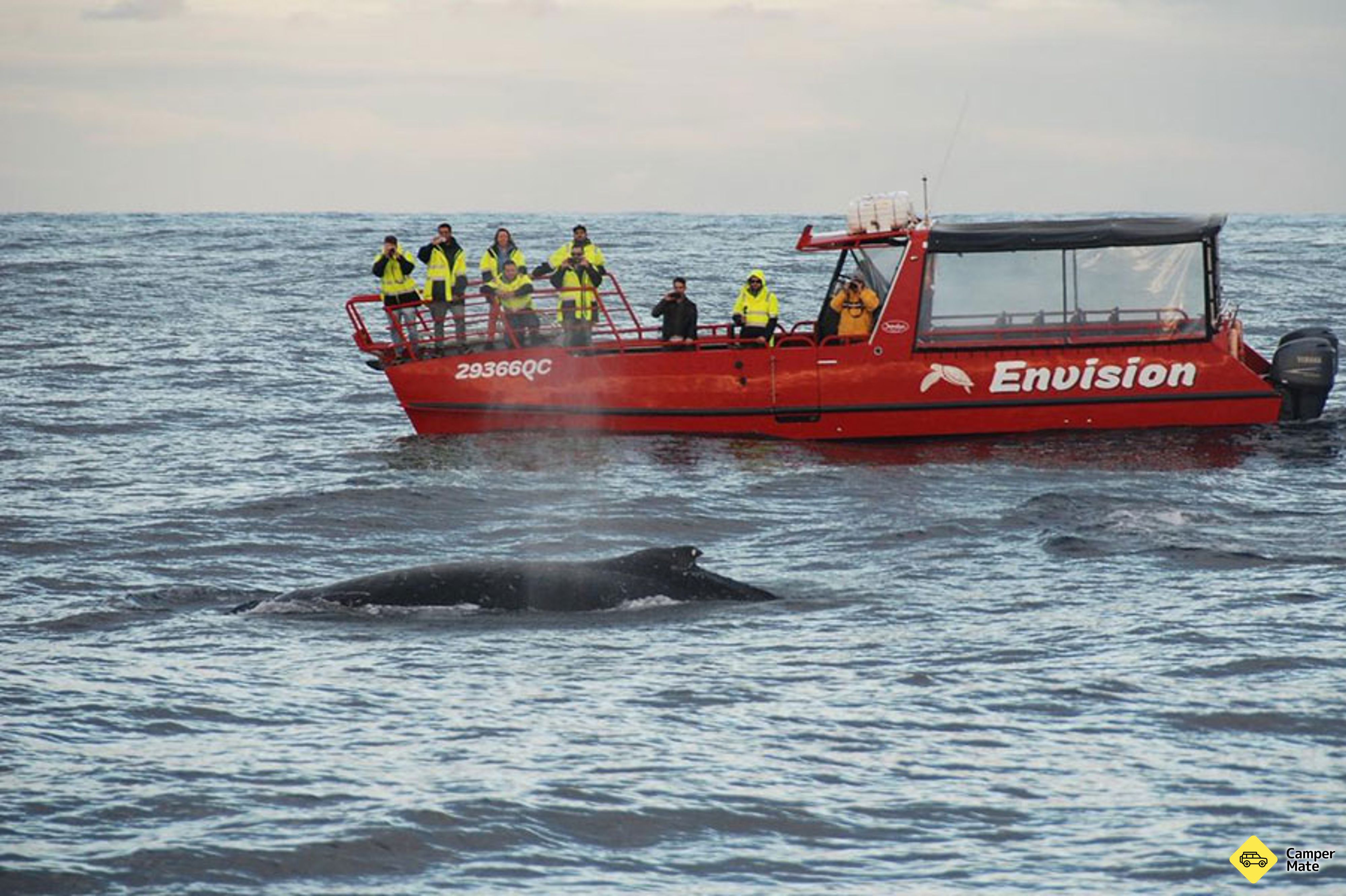 Cruzeiro Port Stephnes Whale Watch