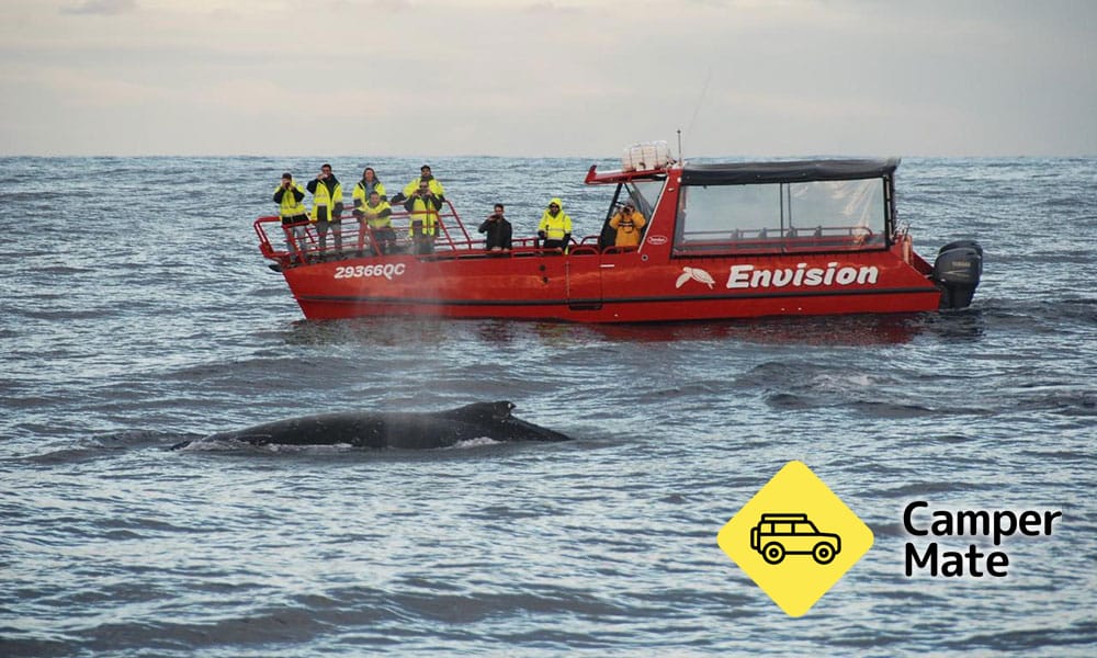 Port Stephnes Whale Watch Cruise