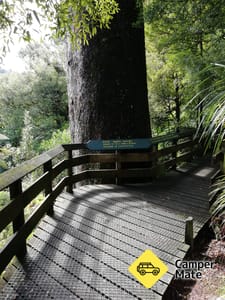 Tuahu Kauri Walking Tracks