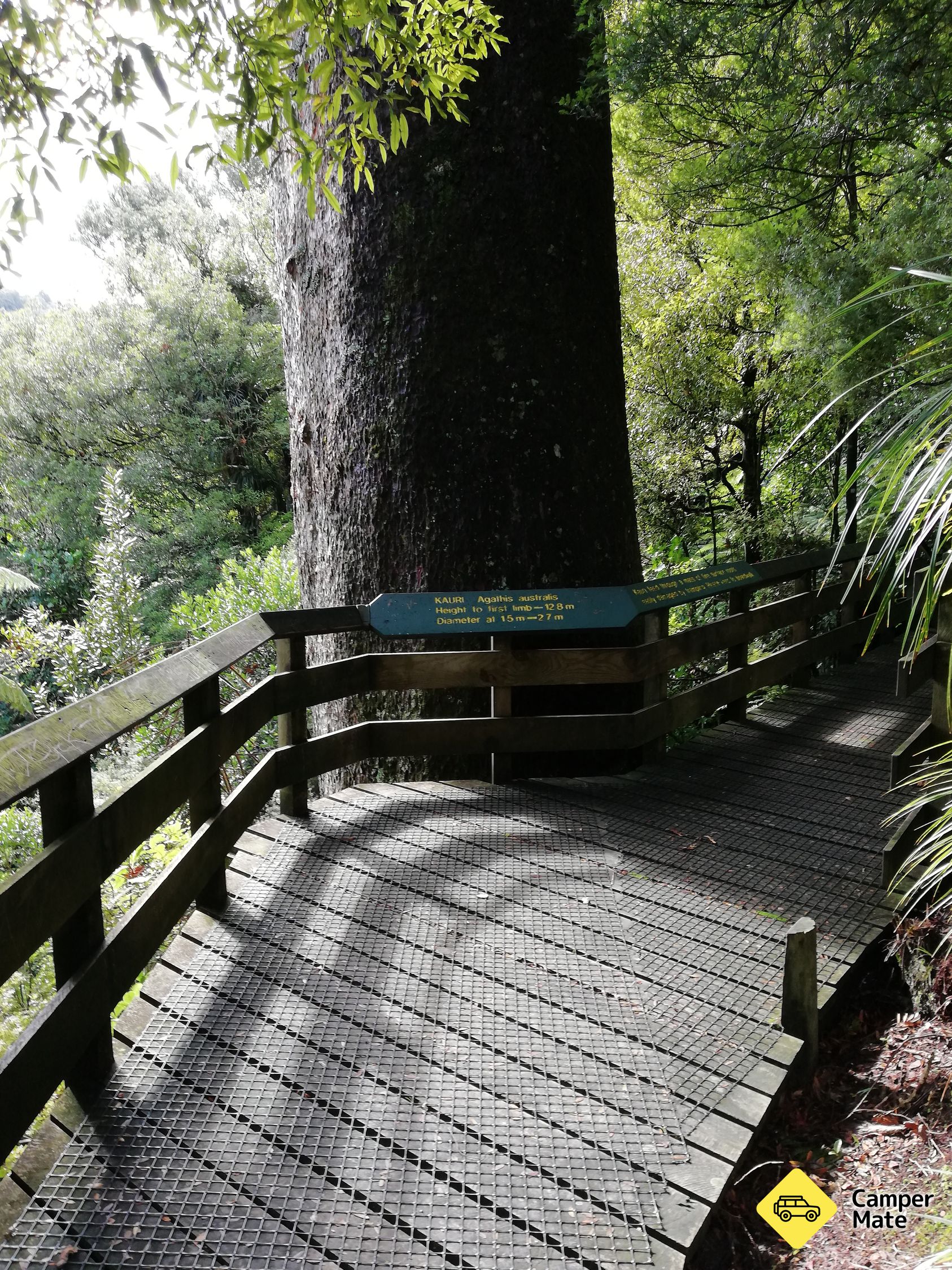 Tuahu Kauri Walking Tracks