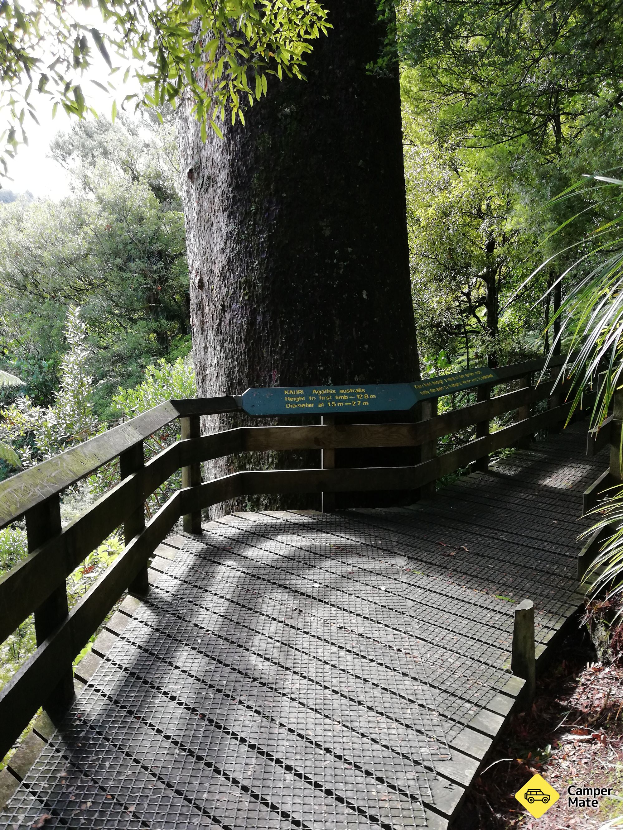 Tuahu Kauri Walking Tracks