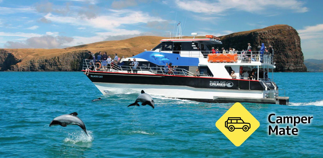 Akaroa Dolphin Swim Experience (Experiência de natação de golfinhos) - Image 2