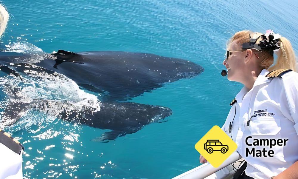 Brisbane Whale Watching Cruise(ブリスベン・ホール・ウォッチング・クルーズ) - Image 3