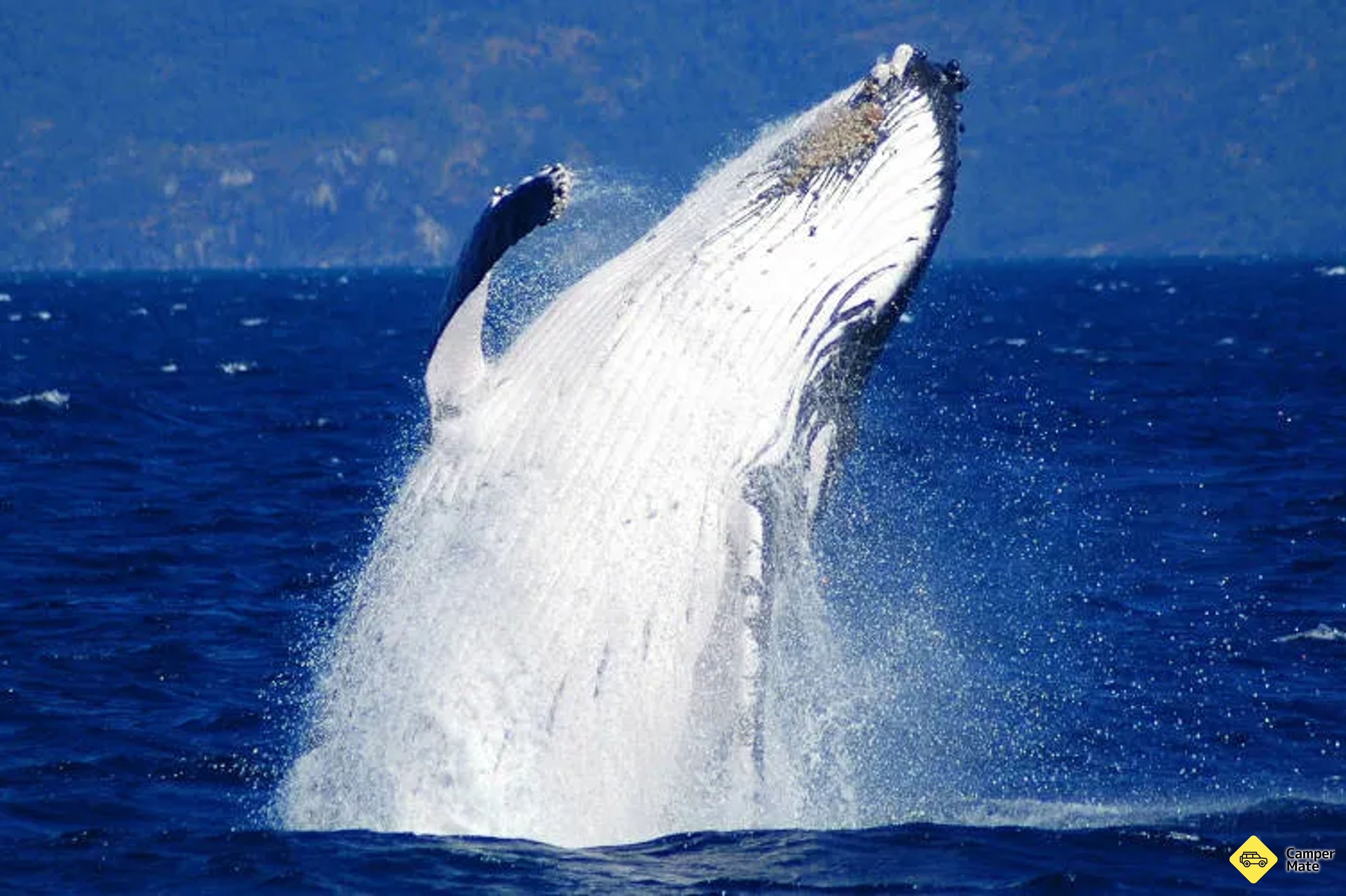 Whale Watch Cruises from Cairns - Image 3