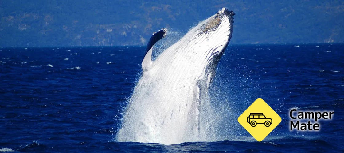 Whale Watch Cruises from Cairns - Image 3