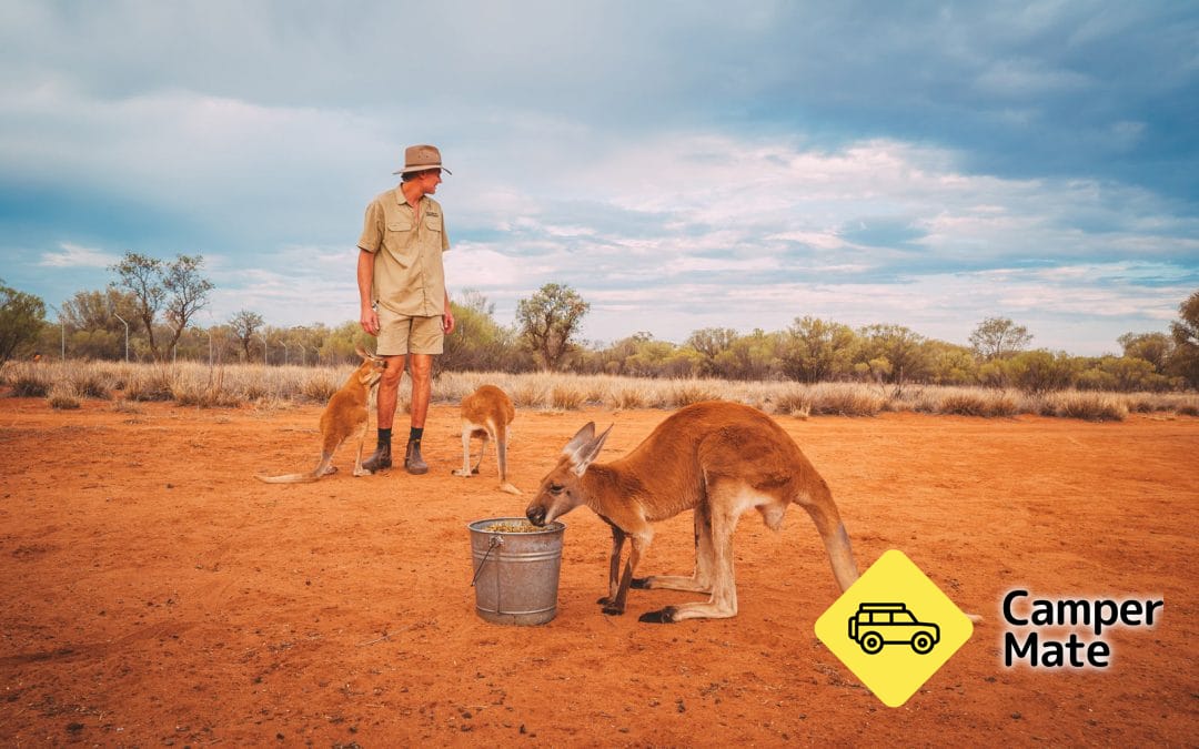 The Kangaroo Sanctuary - Image 3
