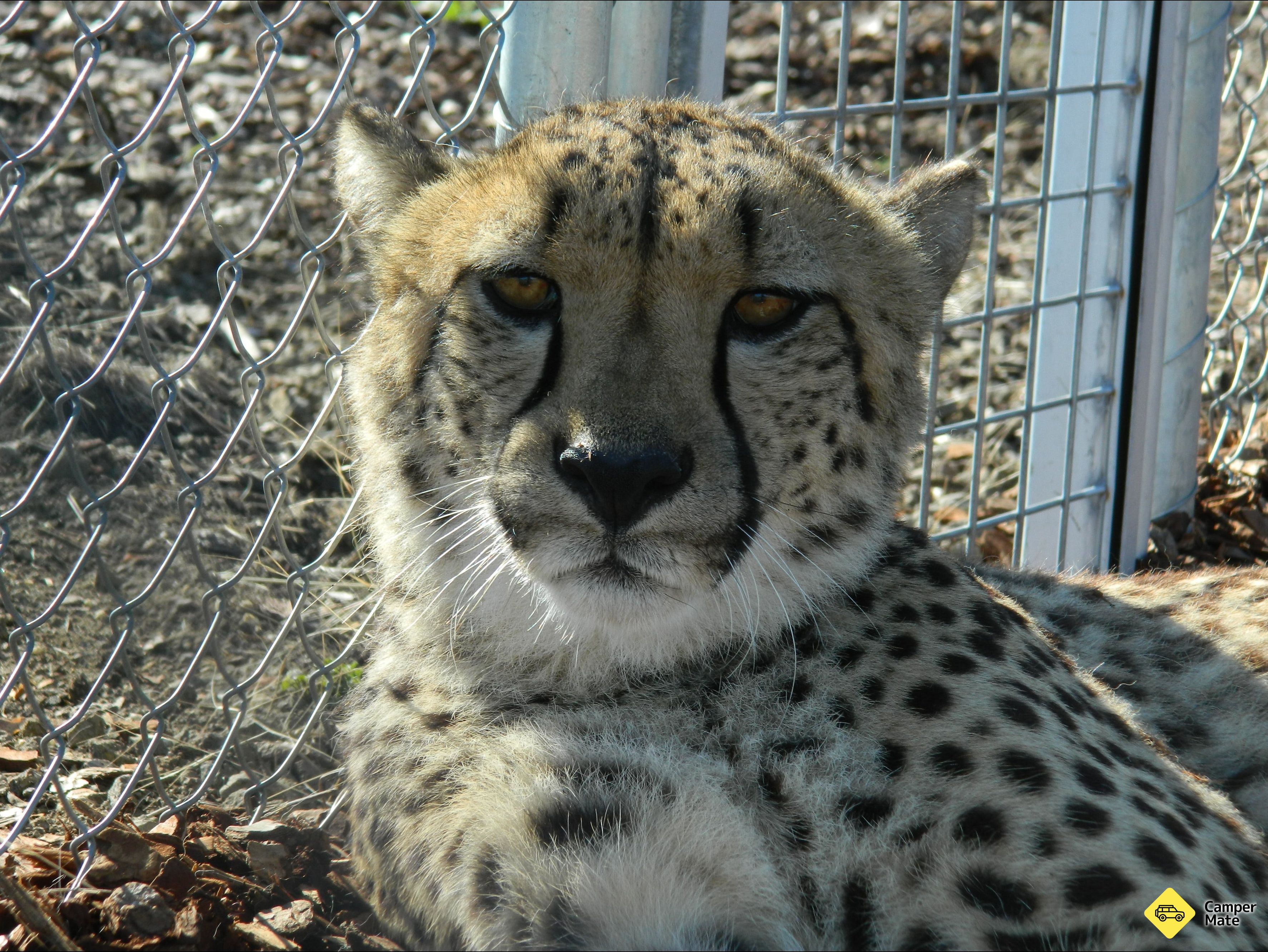 Karta över Darling Downs Zoo - Image 3
