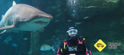 SEA LIFE Sydney Aquarium and Shark Dive yakınlarında yapılacak şeyler