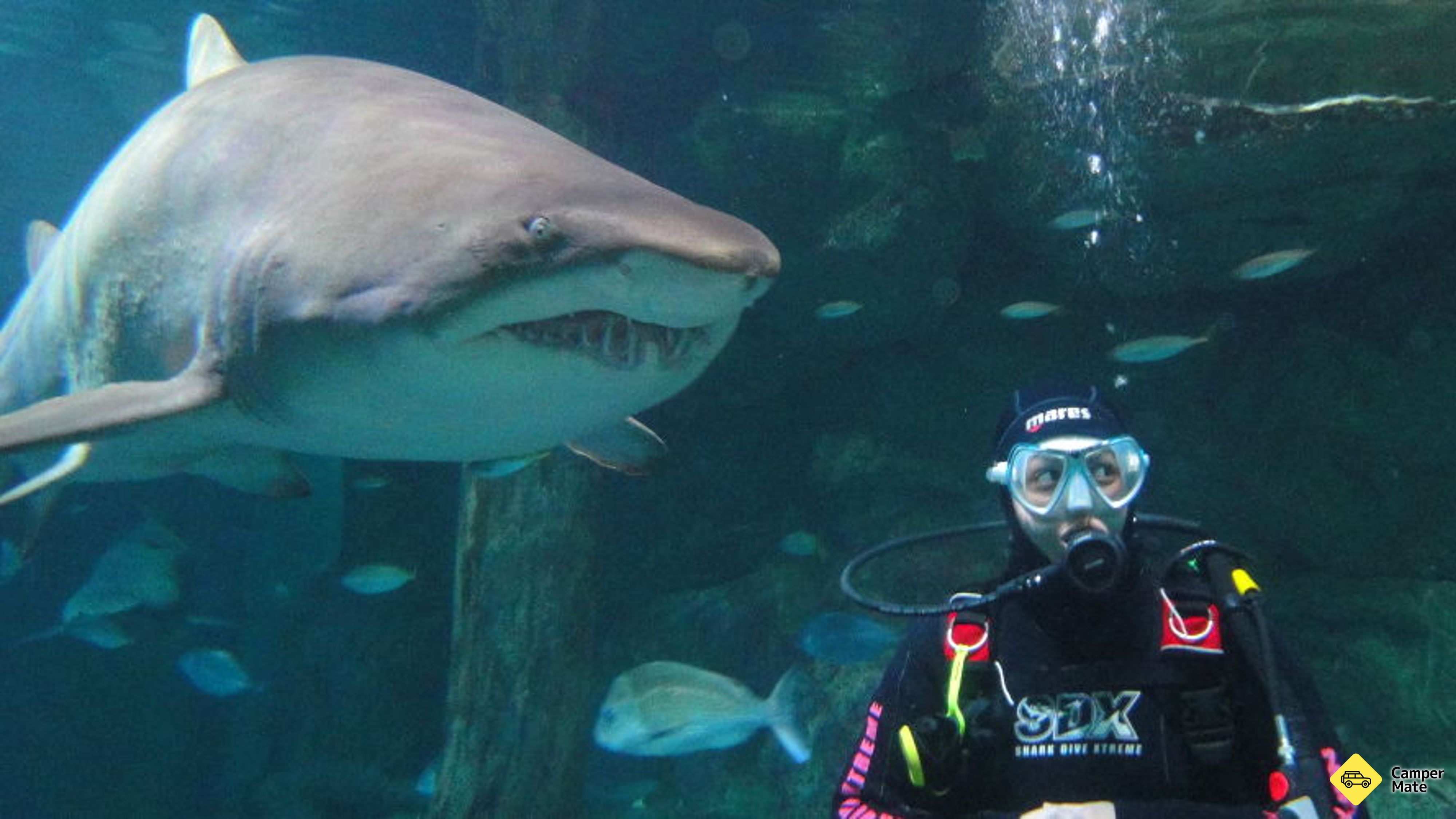 SEA LIFE Sydney Aquarium and Shark Dive yakınlarında yapılacak şeyler
