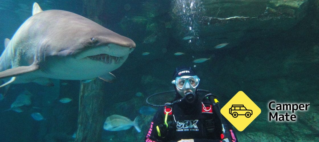 SEA LIFE 悉尼水族馆和鲨鱼潜水