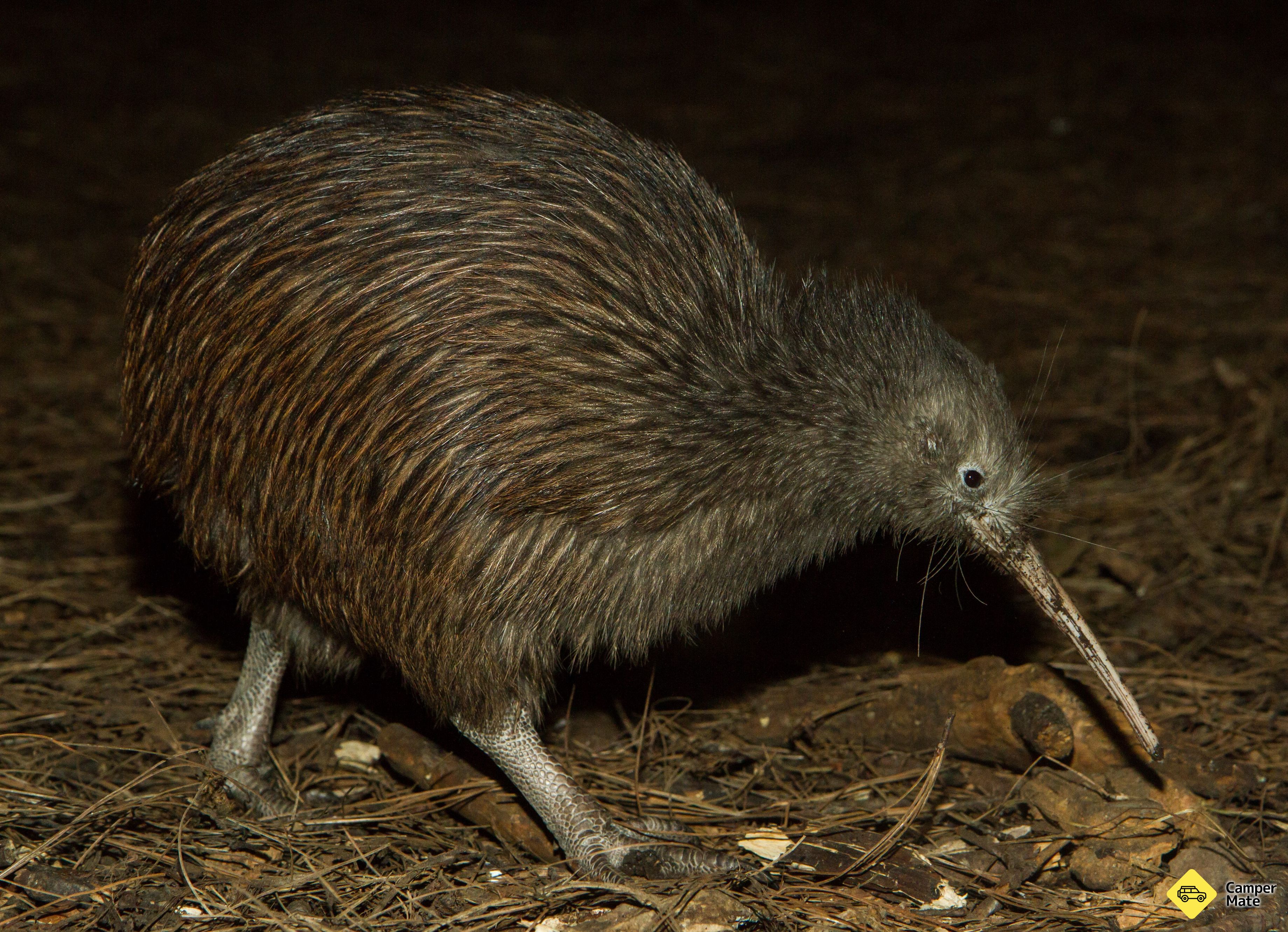 National Aquarium of New Zealand - Image 3