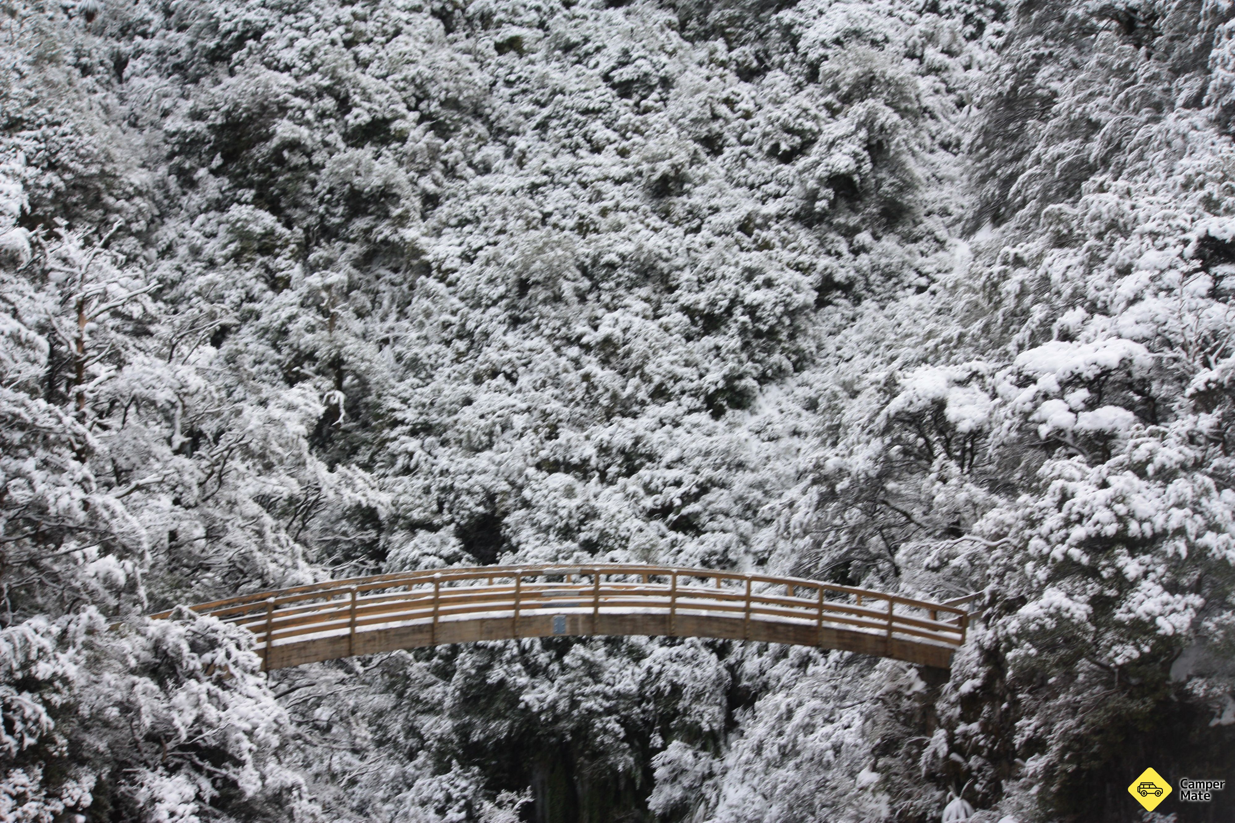 Rangiwahia Hut Track - Image 2