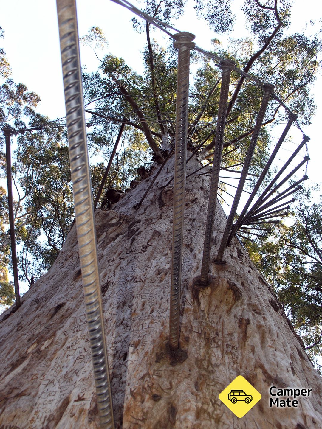 Diamond Tree Lookout Manjimup - Image 2