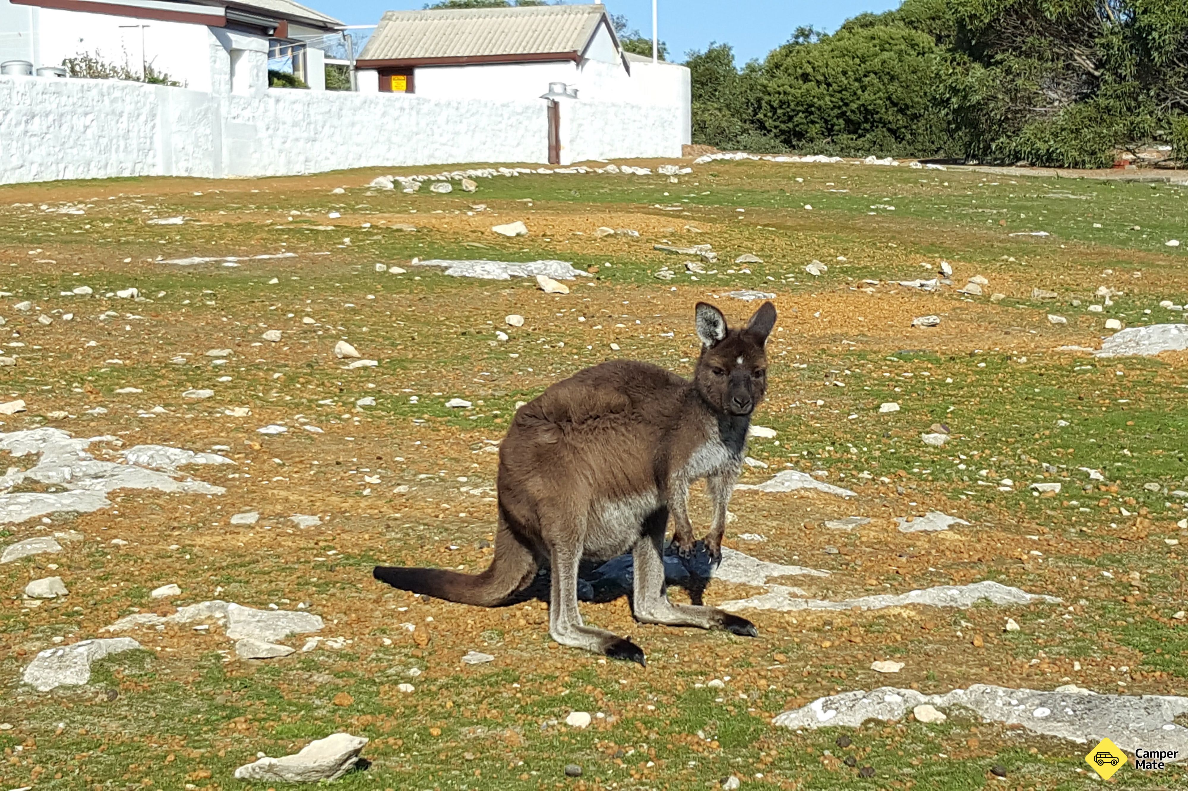 Cape Borda lysstation