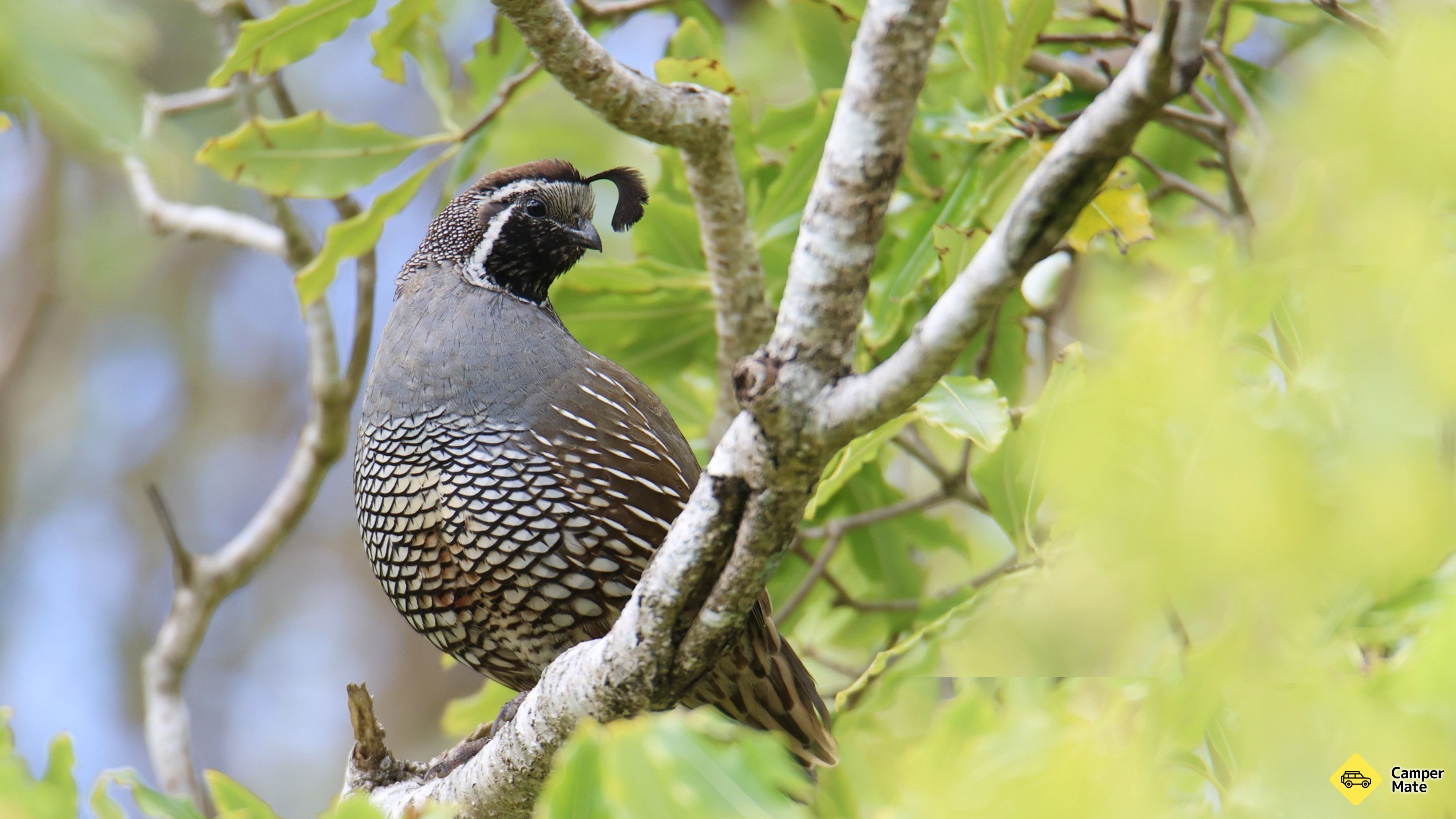 Pukaha National Wildlife Centre