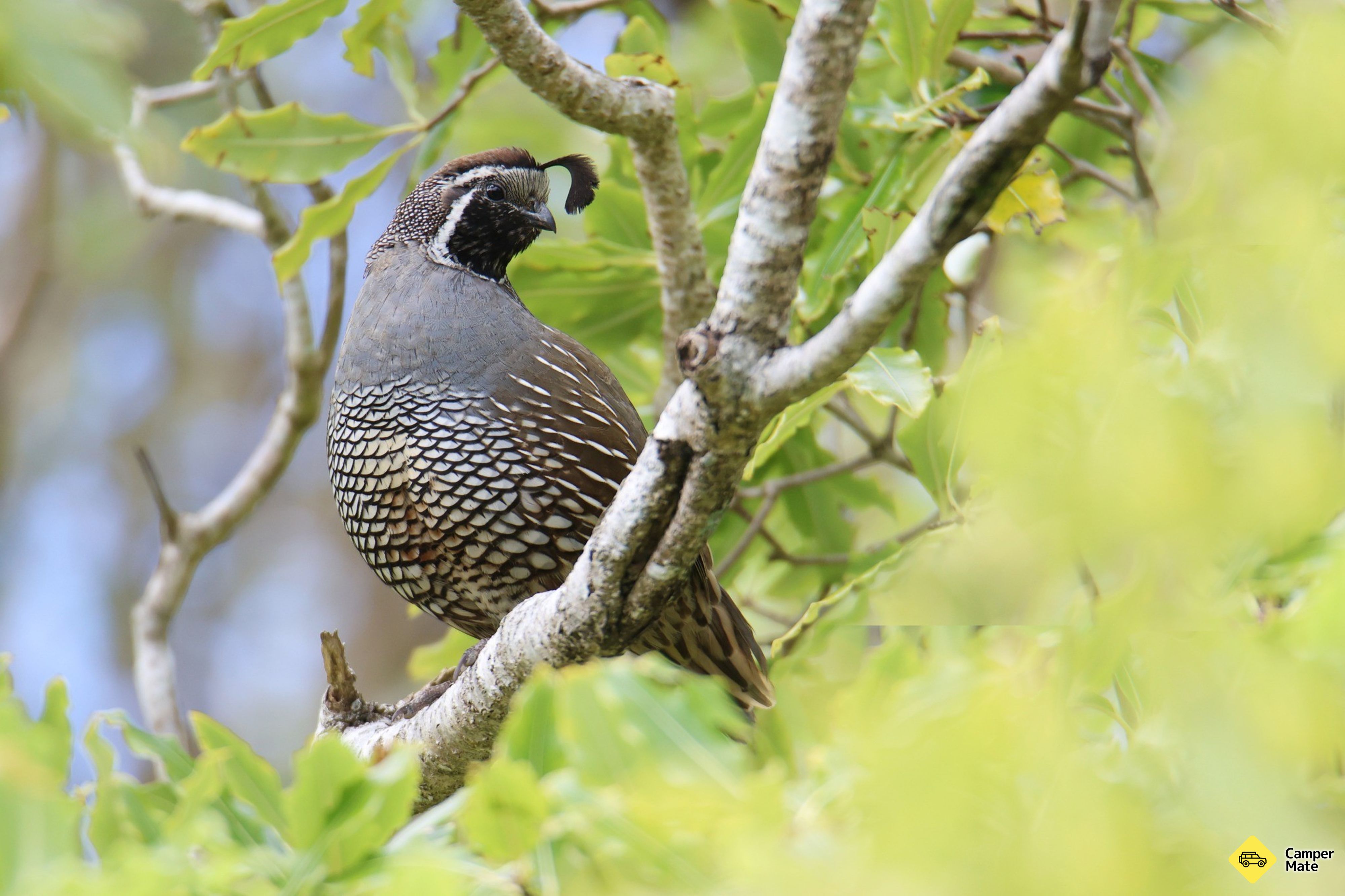 Pukaha National Wildlife Centre