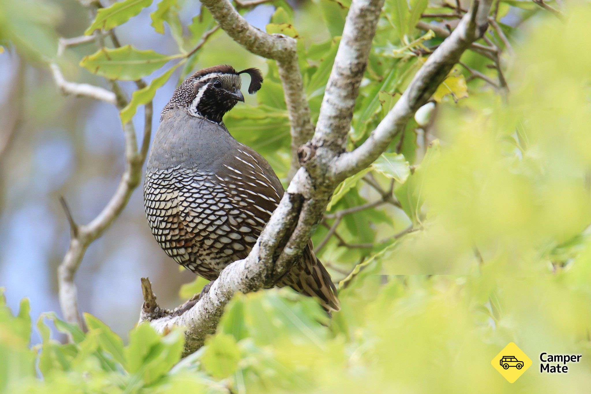  Pukaha National Wildlife Centre