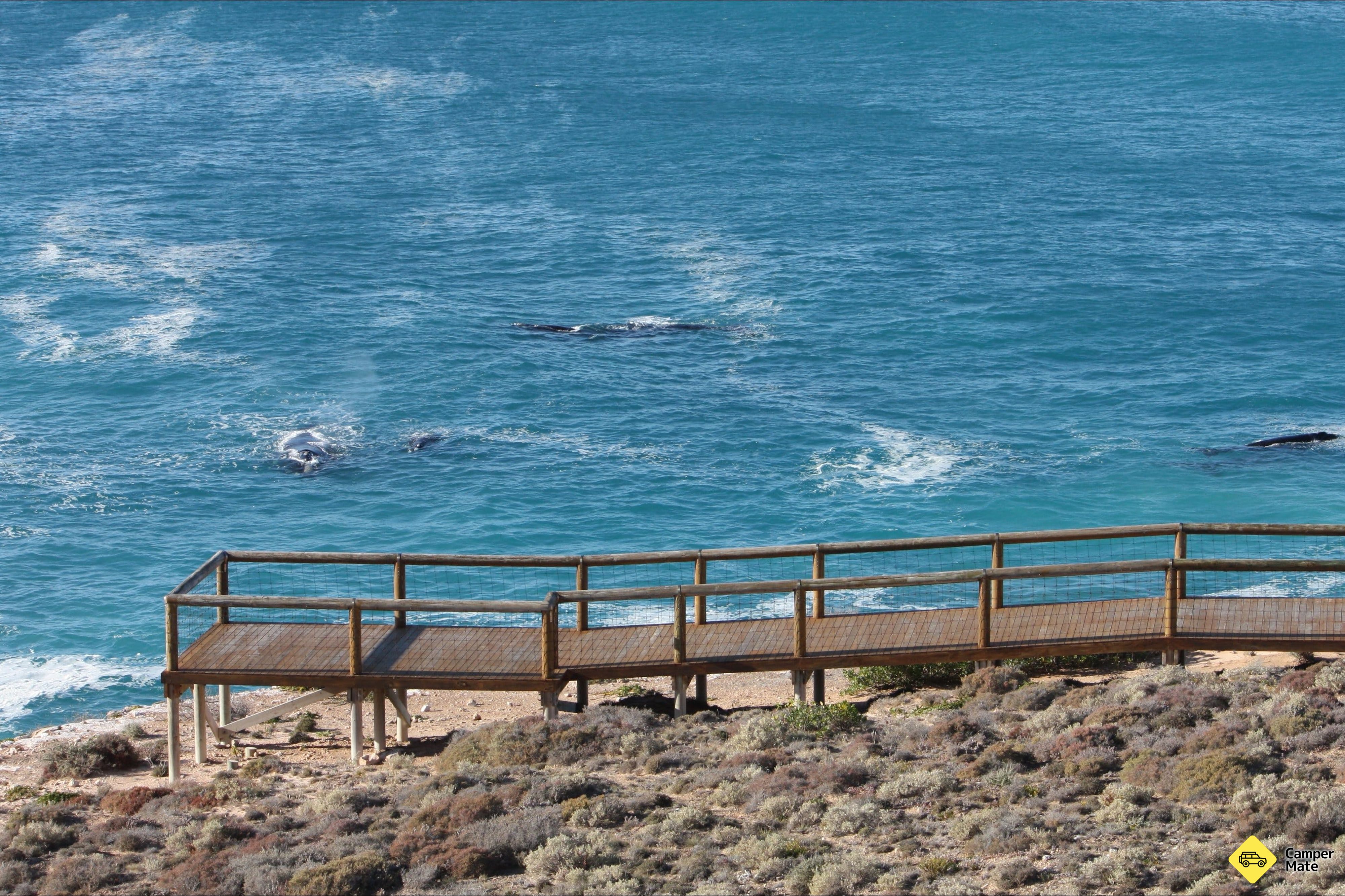 Head Of Bight Whale Watch and Viewpoint - Image 2