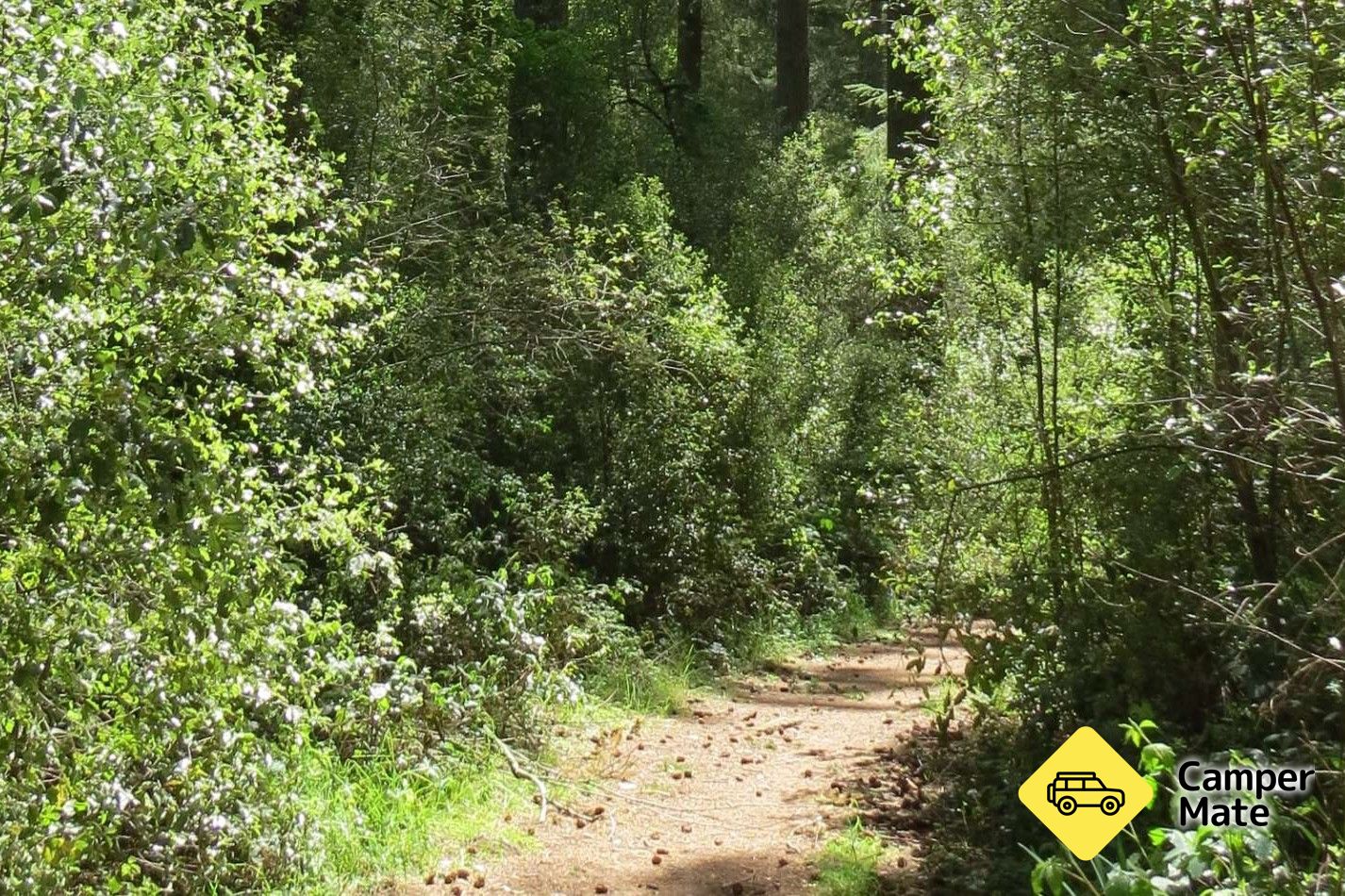 Kowai Bush Reserve Walk