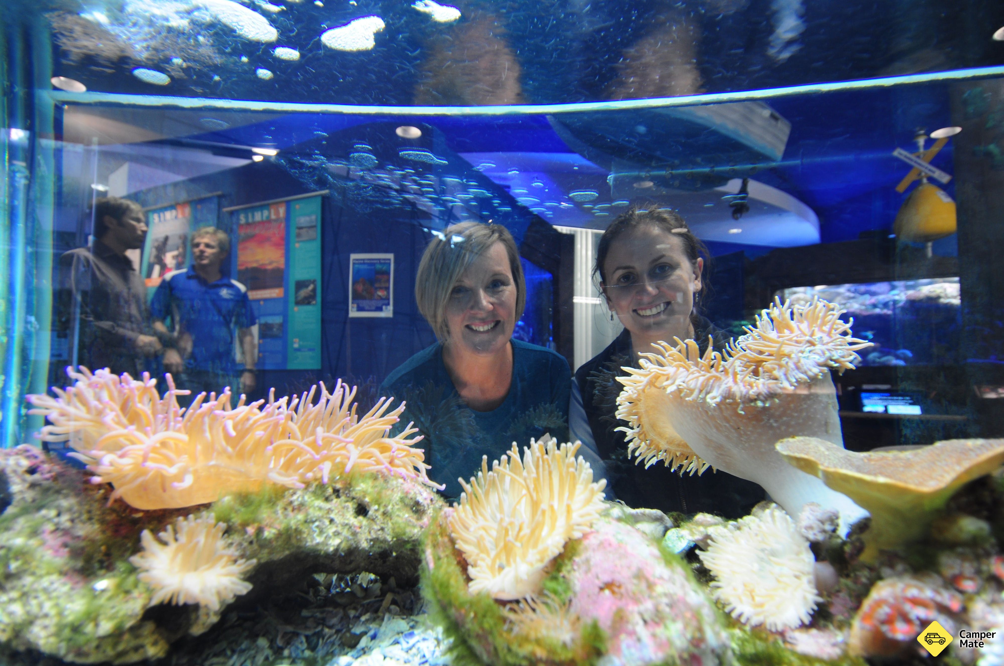 Solitary Islands Aquarium - Image 2