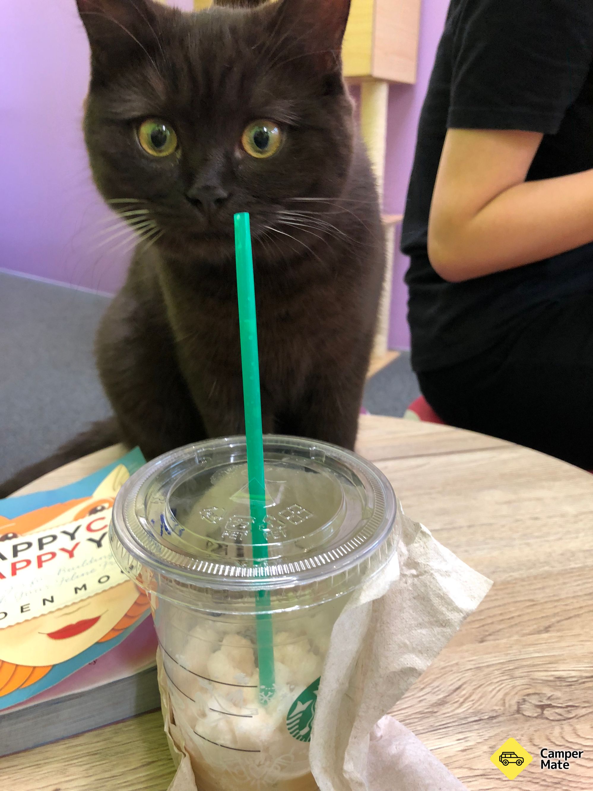 《Fancy Meow Cat Cafe》 - Image 3