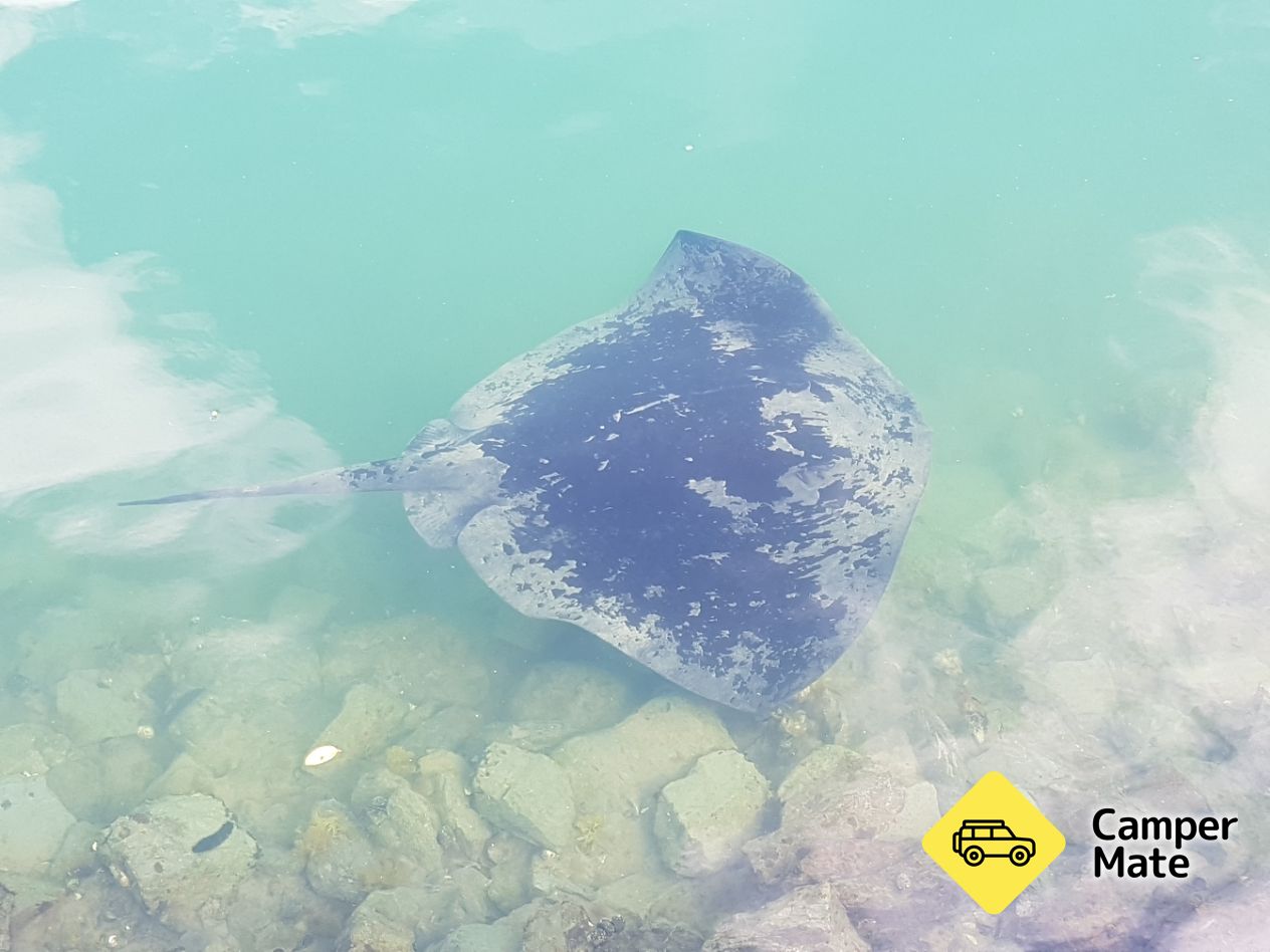 Découverte de Picton Marina Stingray Spotting - Image 2
