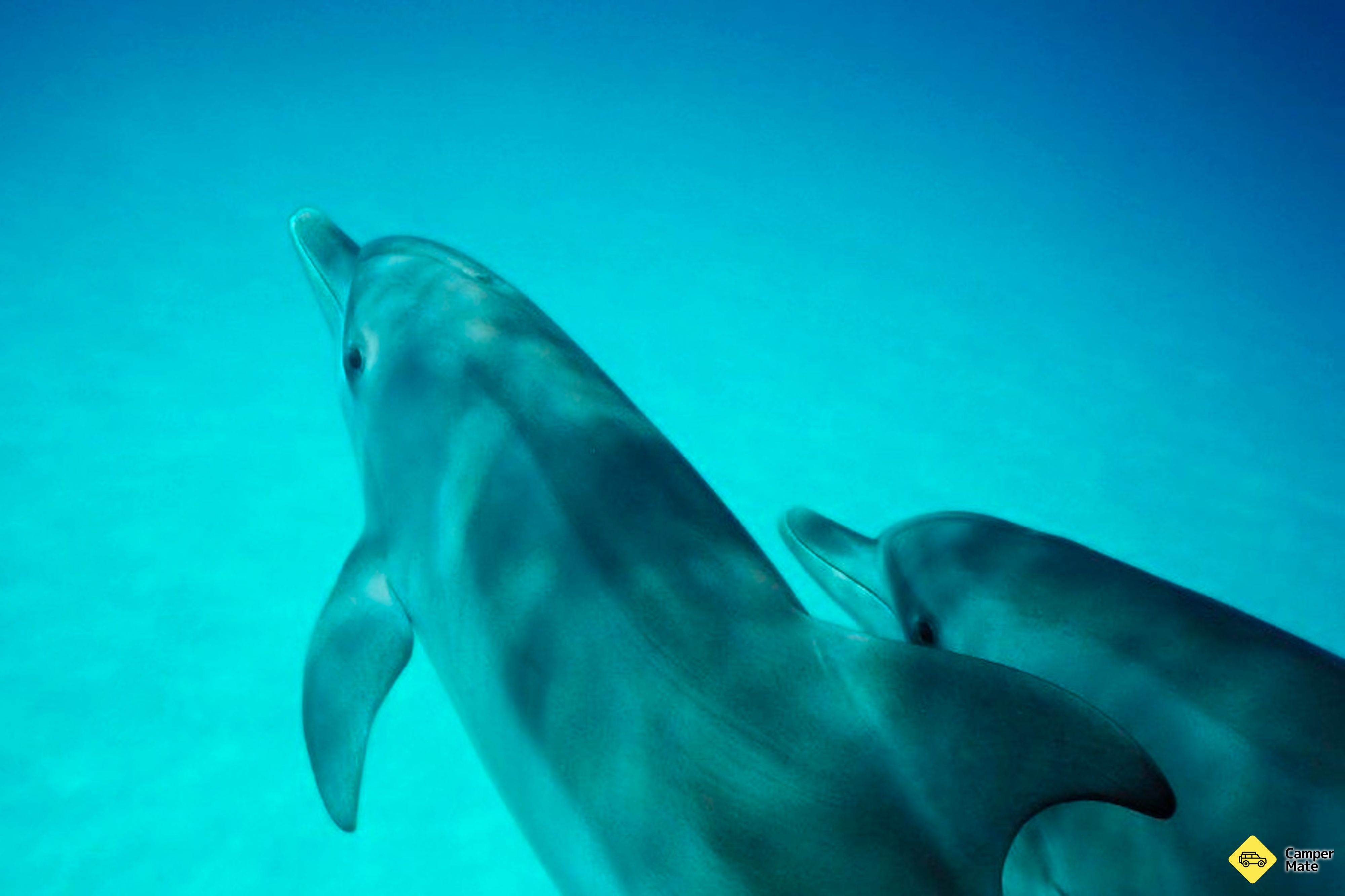 Dolphin and Seal Swim Tour - Queenscliff - Image 2