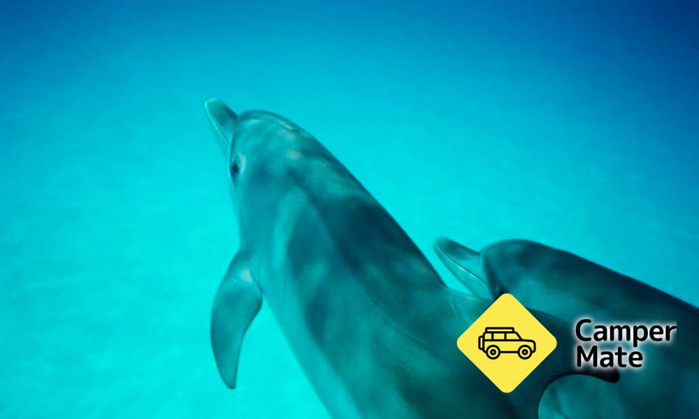 Dolphin and Seal Swim Tour - Queenscliff - Image 2