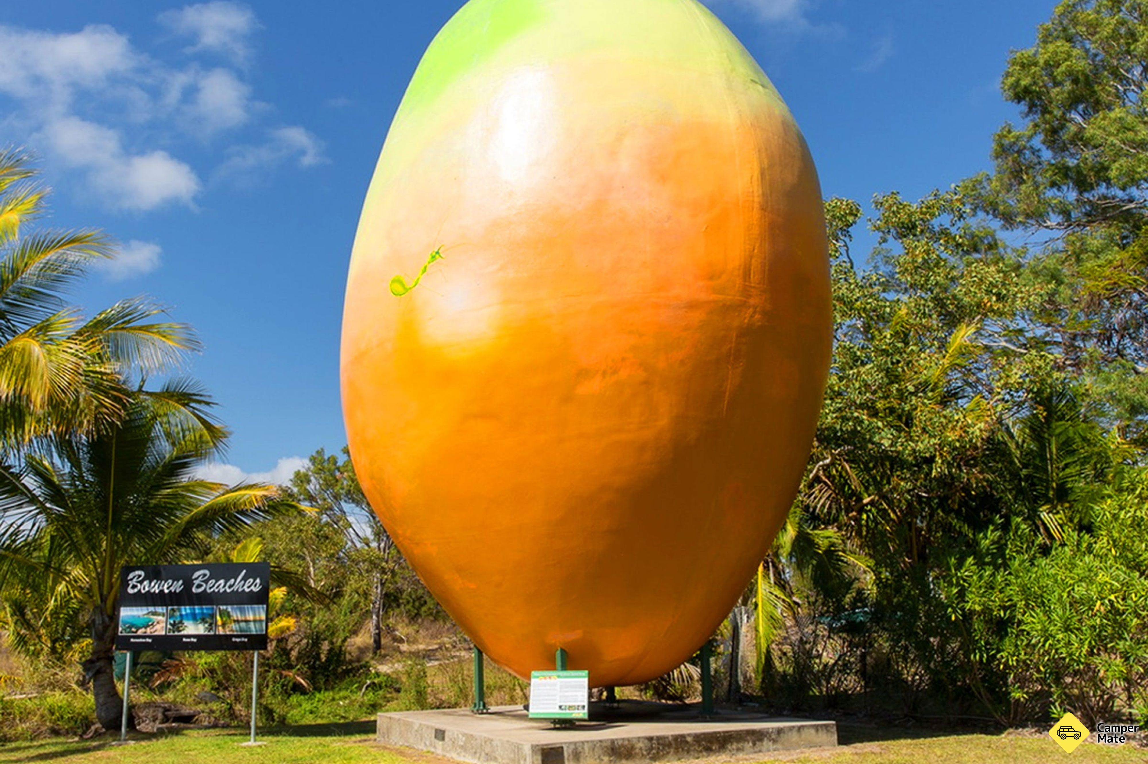 Mango mare - Image 3