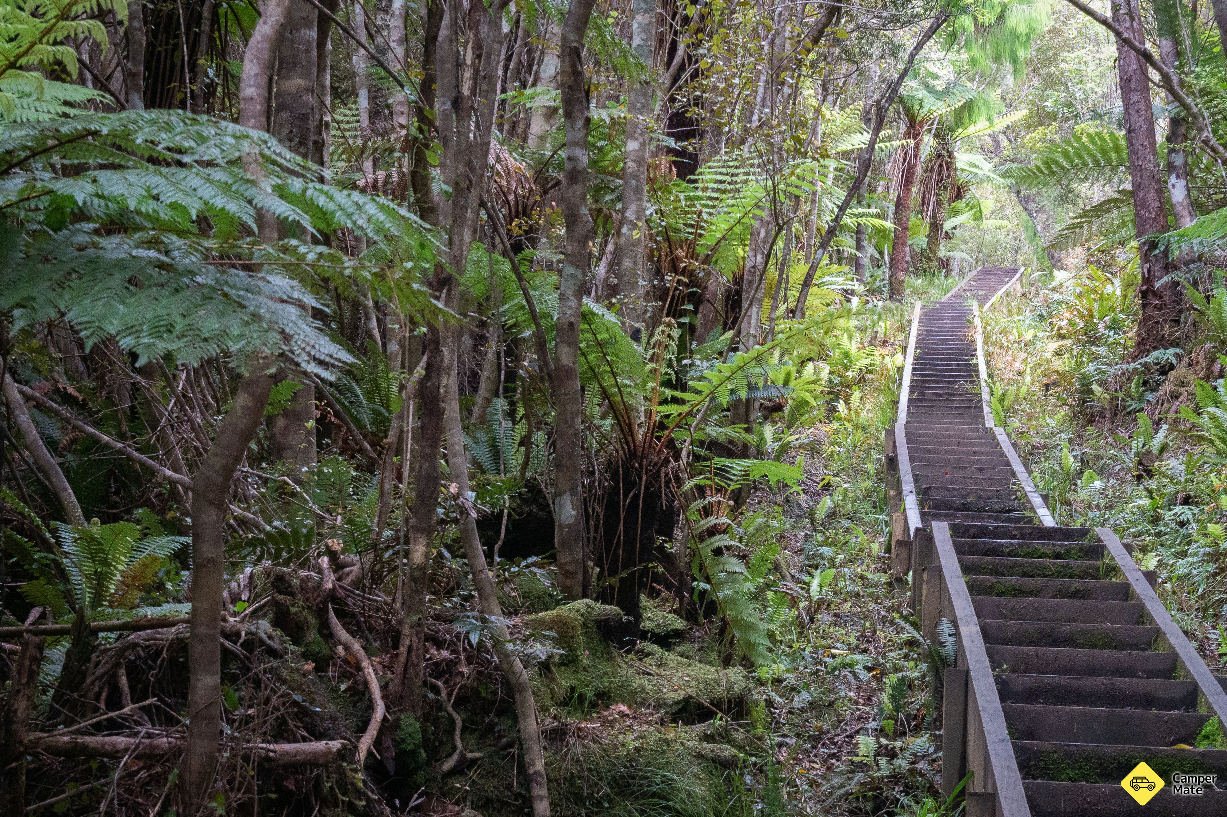 Rakiura Track - Image 3