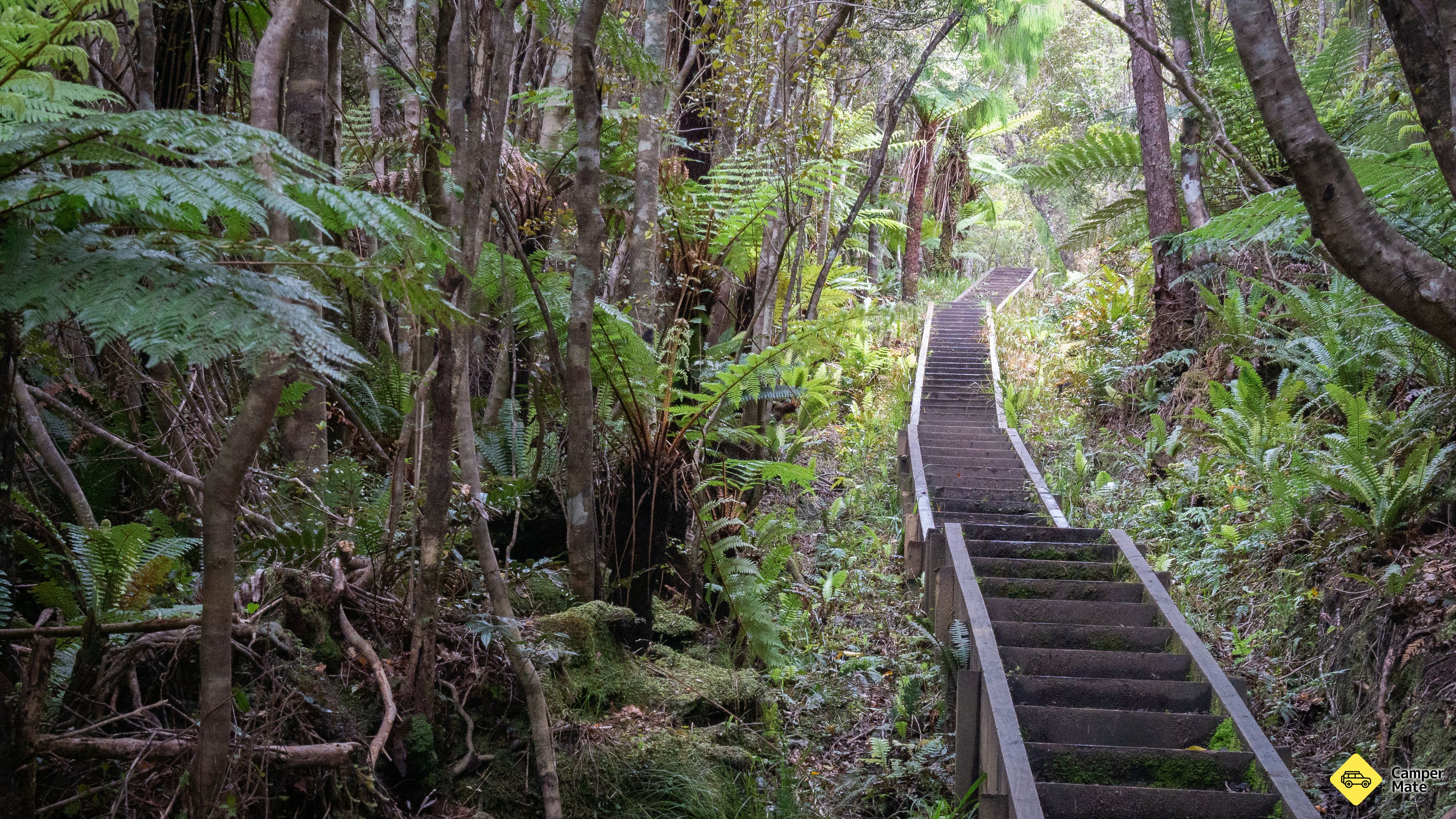 Rakiura Track - Image 3