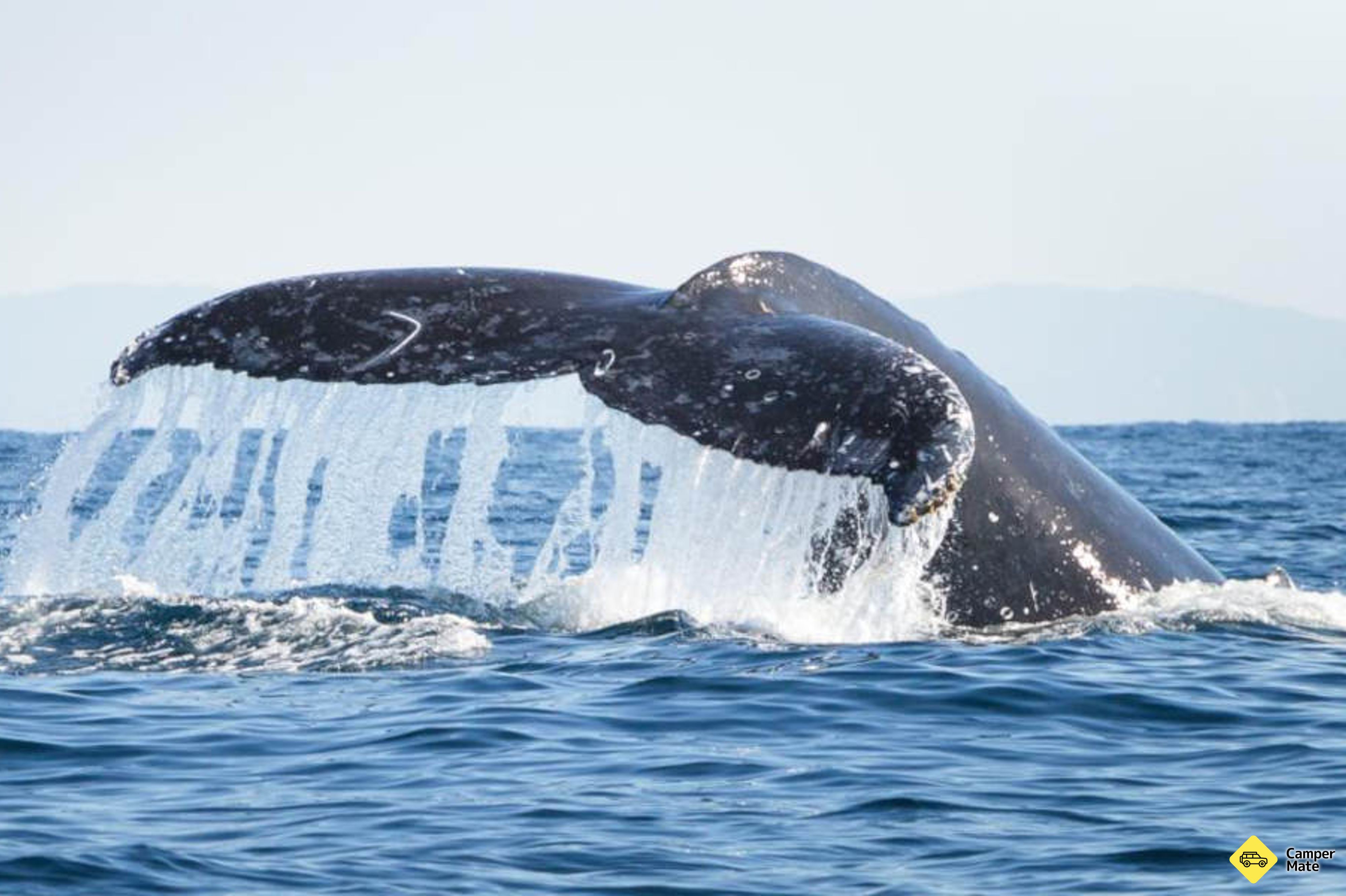 Whale Watching Adventure Cruise from Noosa - Image 2