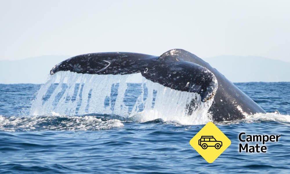 Whale Watching Adventure Cruise from Noosa - Image 2
