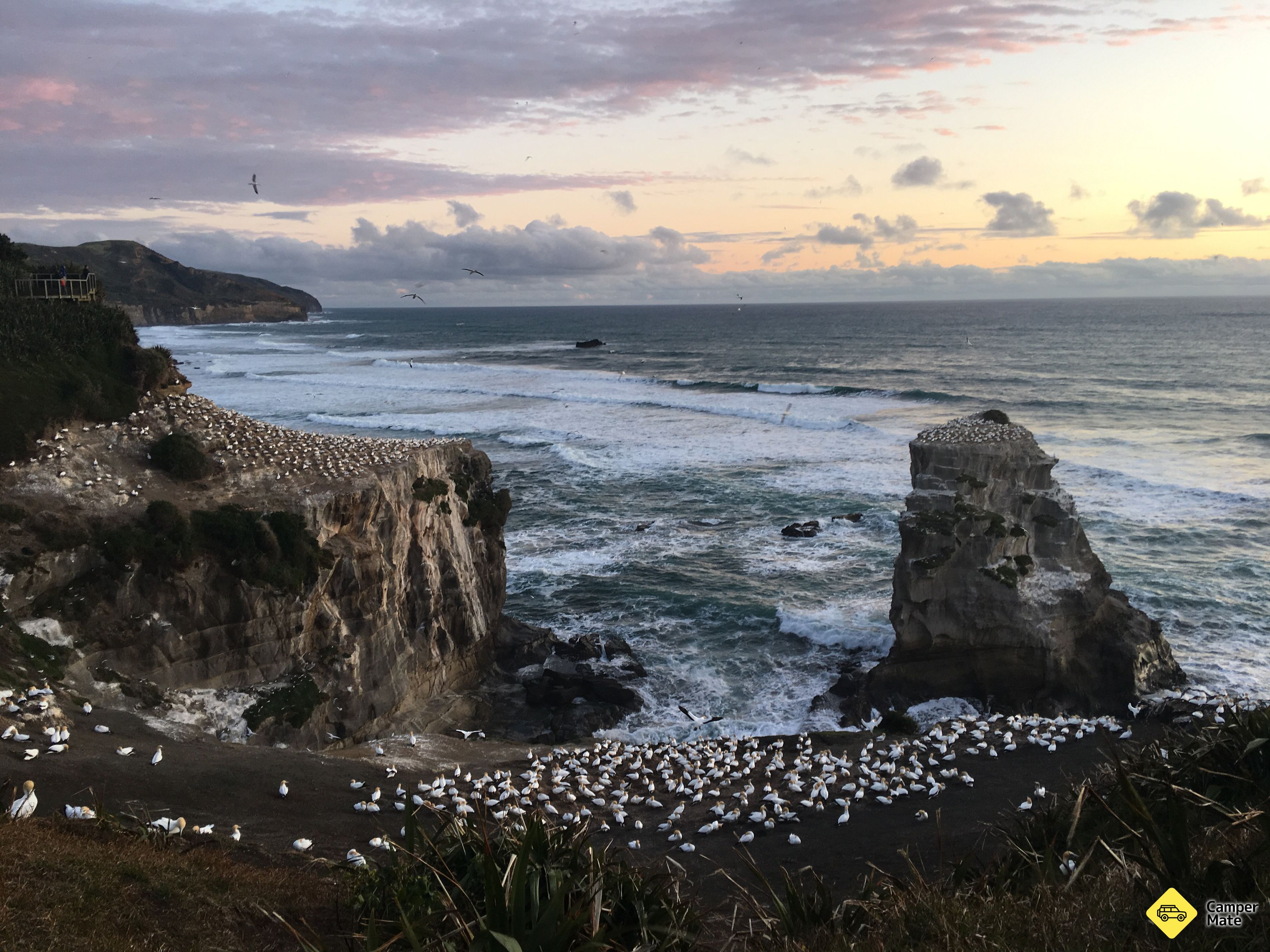 Muriwai Beach Campground - Image 2