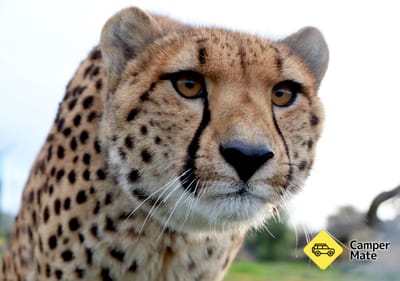 Tasmania Zoo
