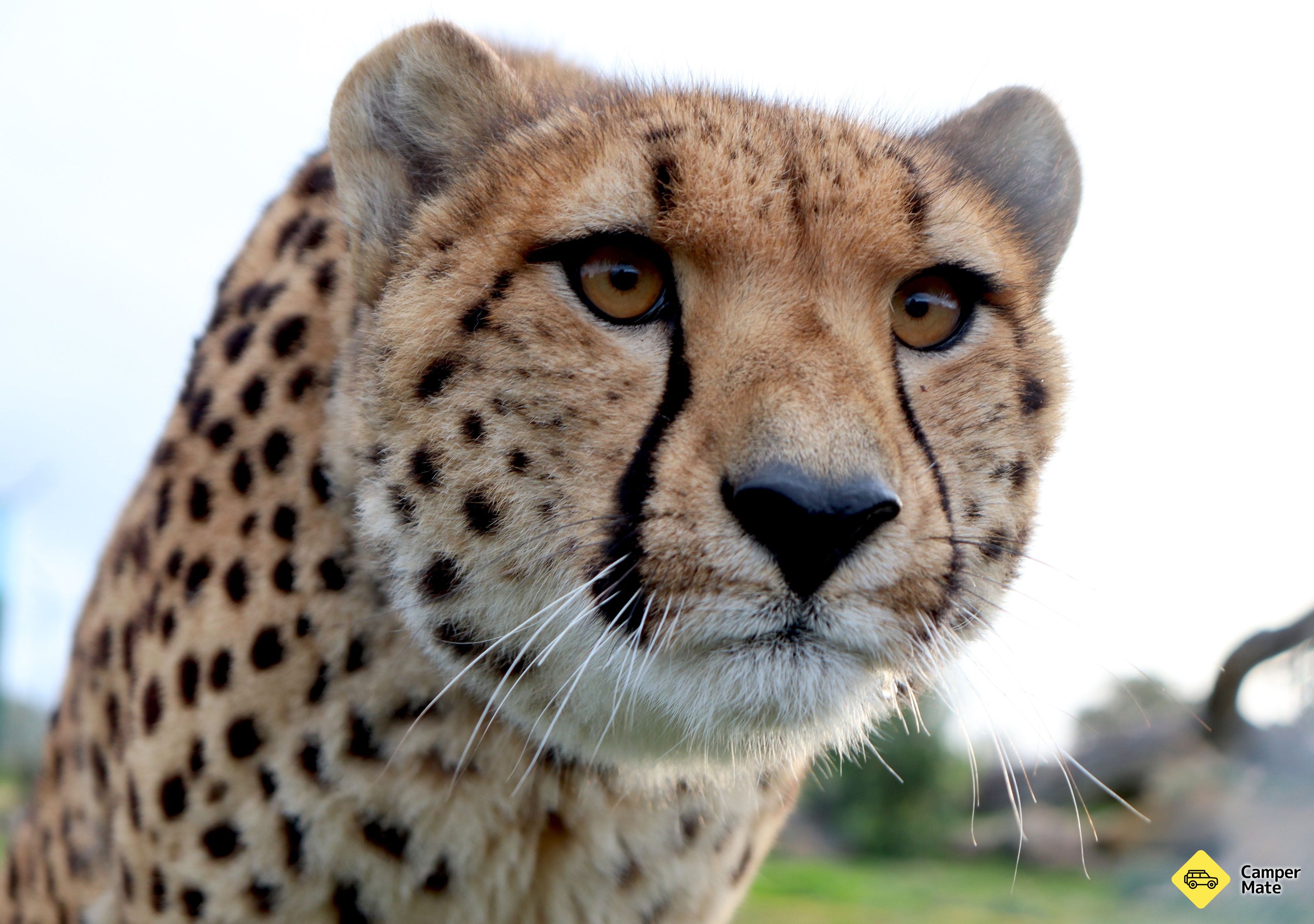 Tasmania Zoo