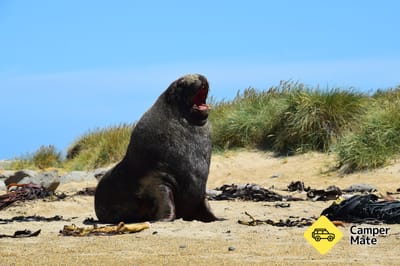 Surat Bay Seals Colony