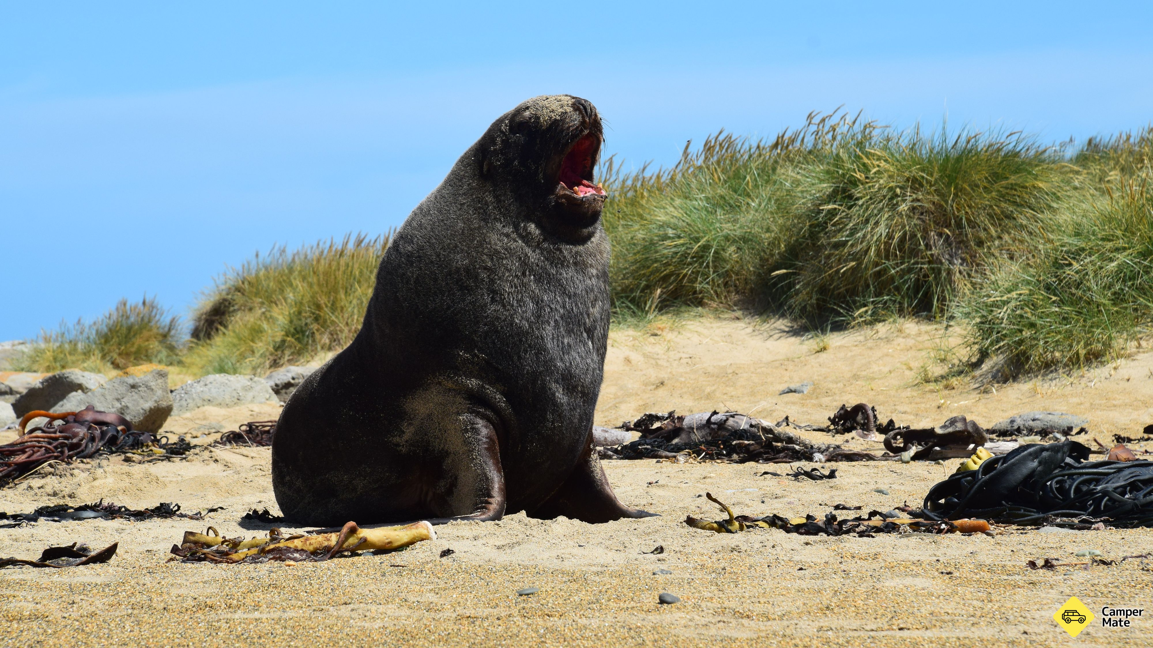 Colonie de Surat Bay Seals
