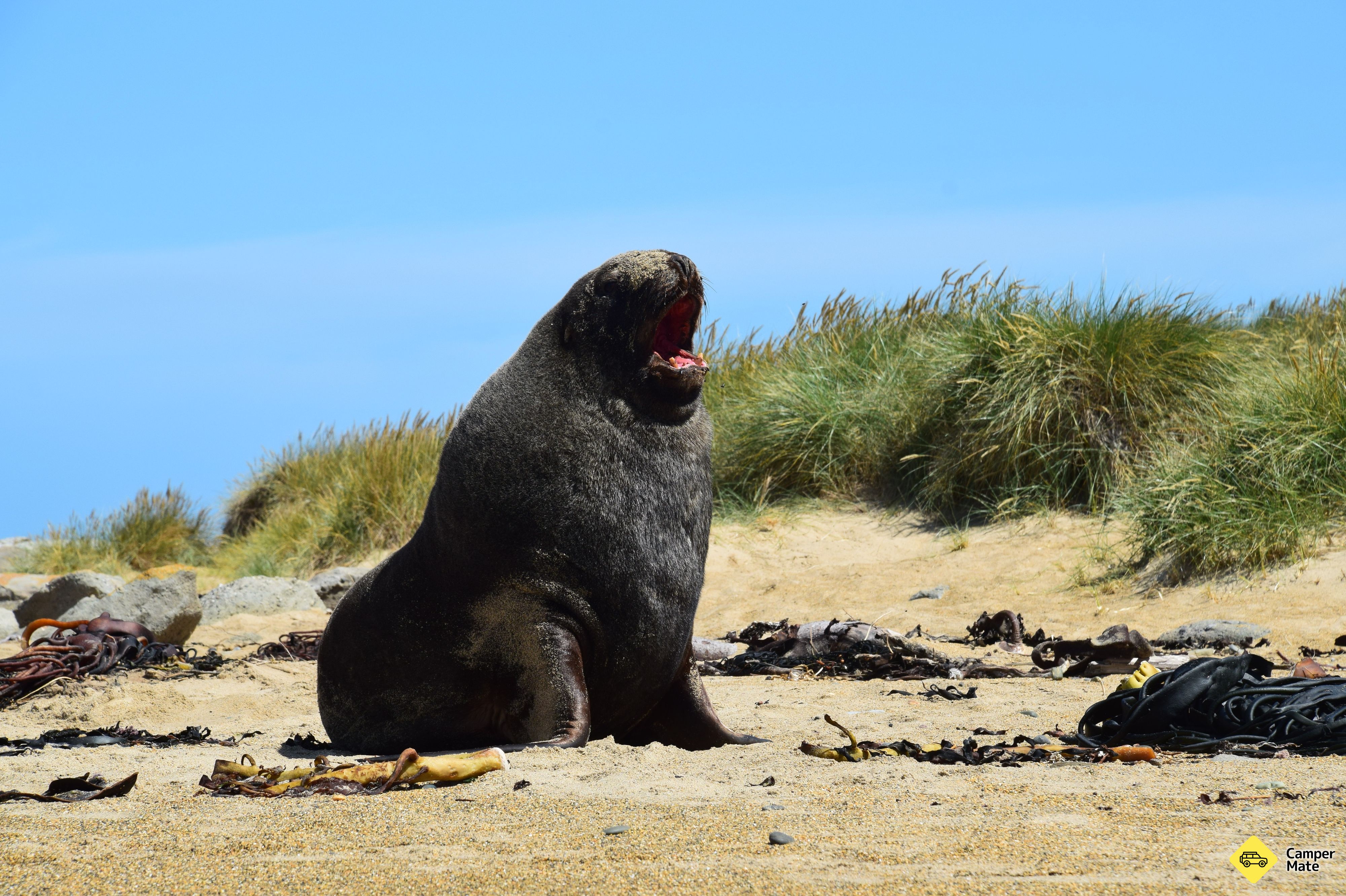 Surat Bay Seals Colony
