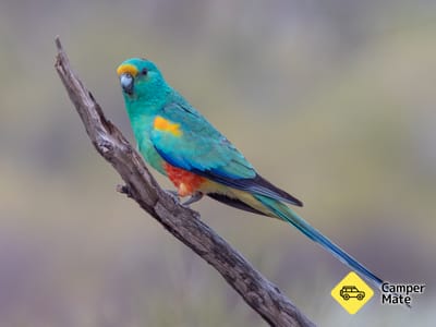 Réserve des oiseaux Australie Gluepot