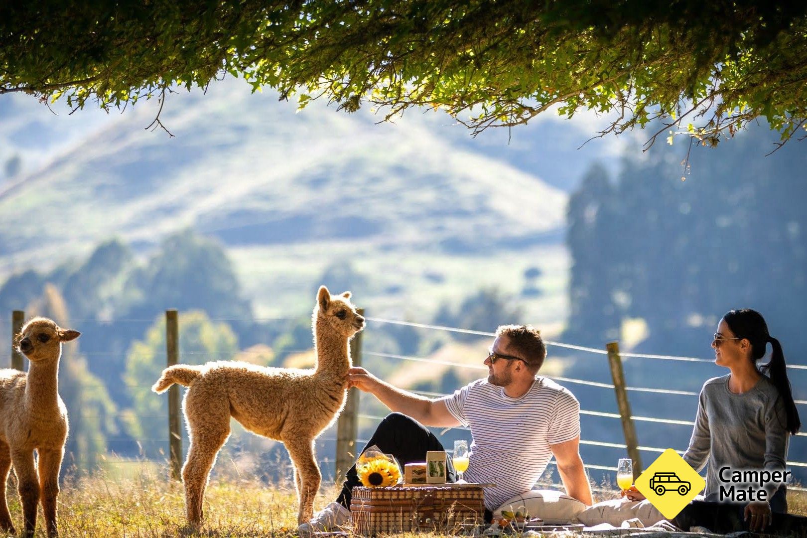 Nevalea Alpaca Farm - Image 3
