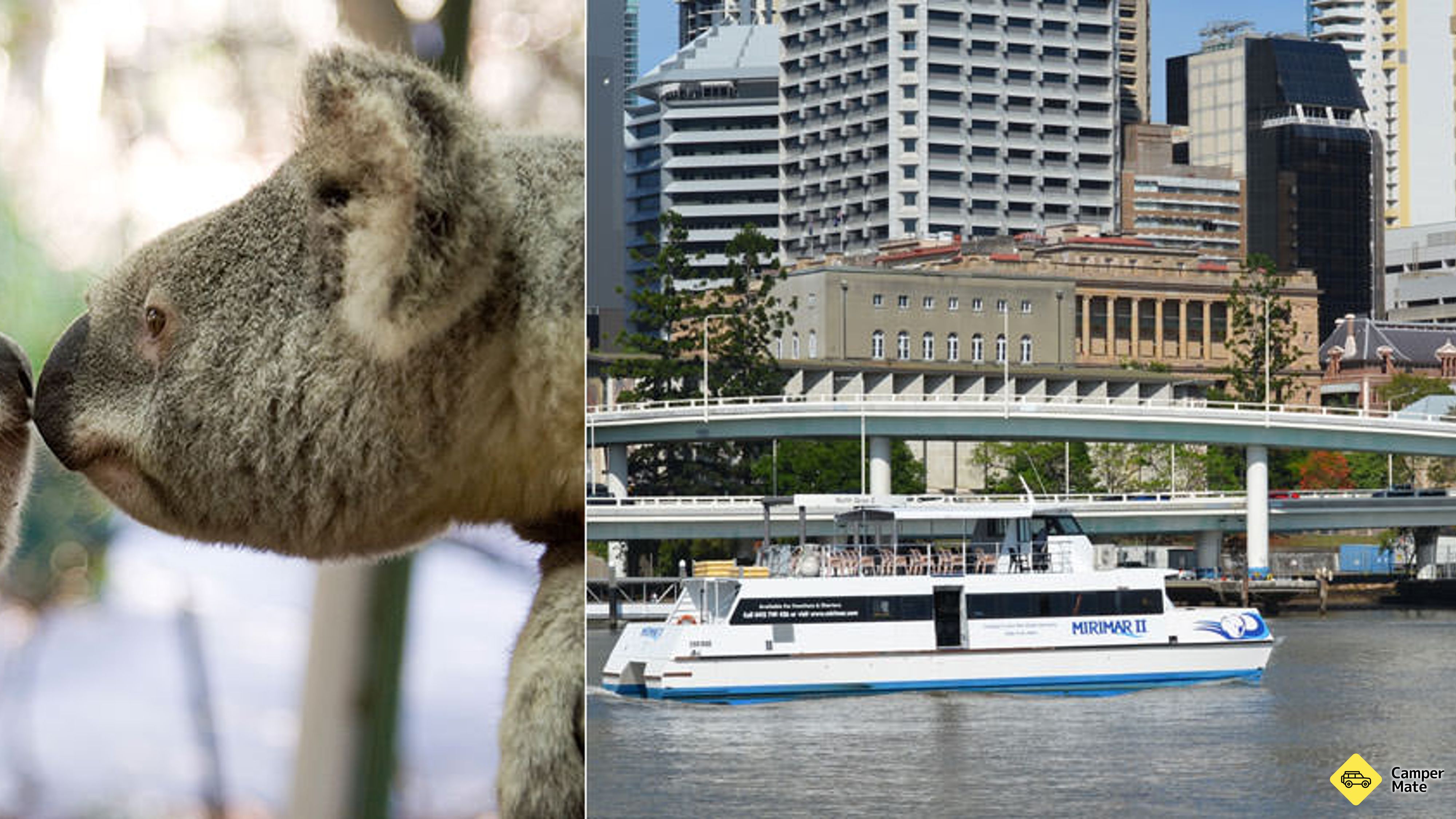 Lone Pine Koala Sanctuary with Return Scenic Cruise(ロネ・ピン・コアラ・サンクチュアリー)