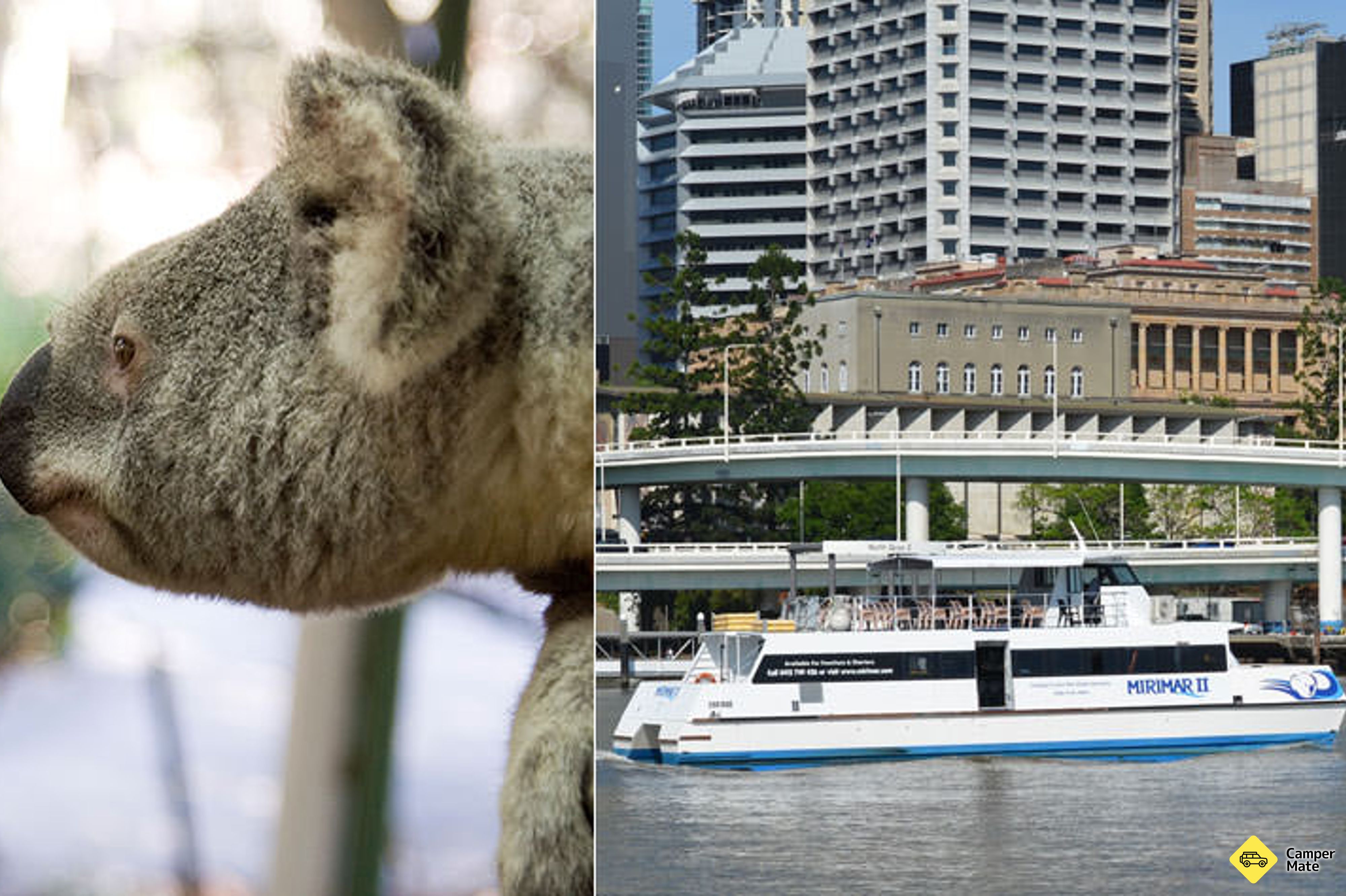 Lone Pine Koala Sanctuary with Return Scenic Cruise(ロネ・ピン・コアラ・サンクチュアリー)